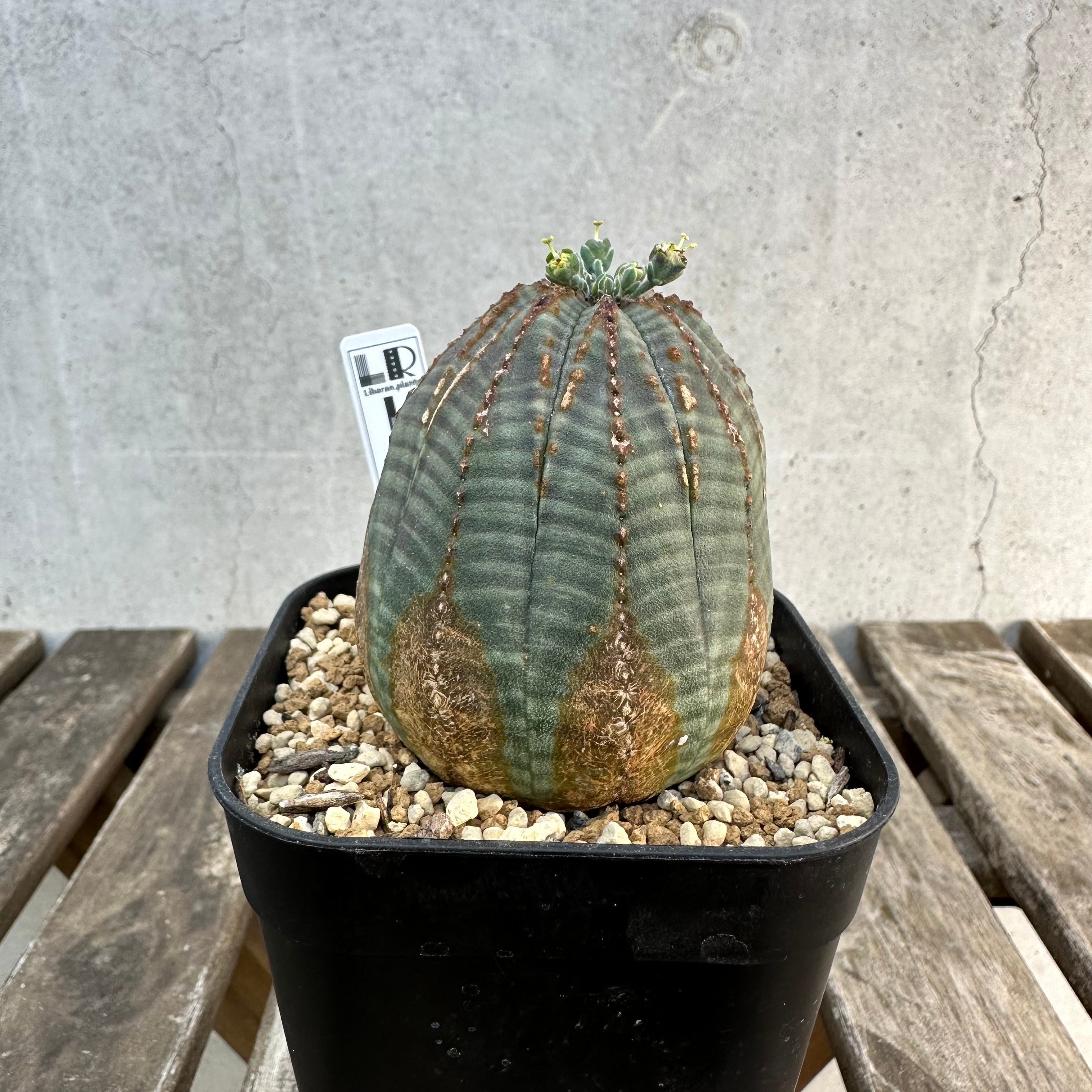 Obesa | Libaran_Plants〜ユーフォルビア オベサ 専門店オンラインスト〜