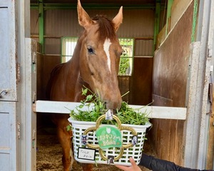 青草プレゼント【乗馬】あるふぁ馬宛