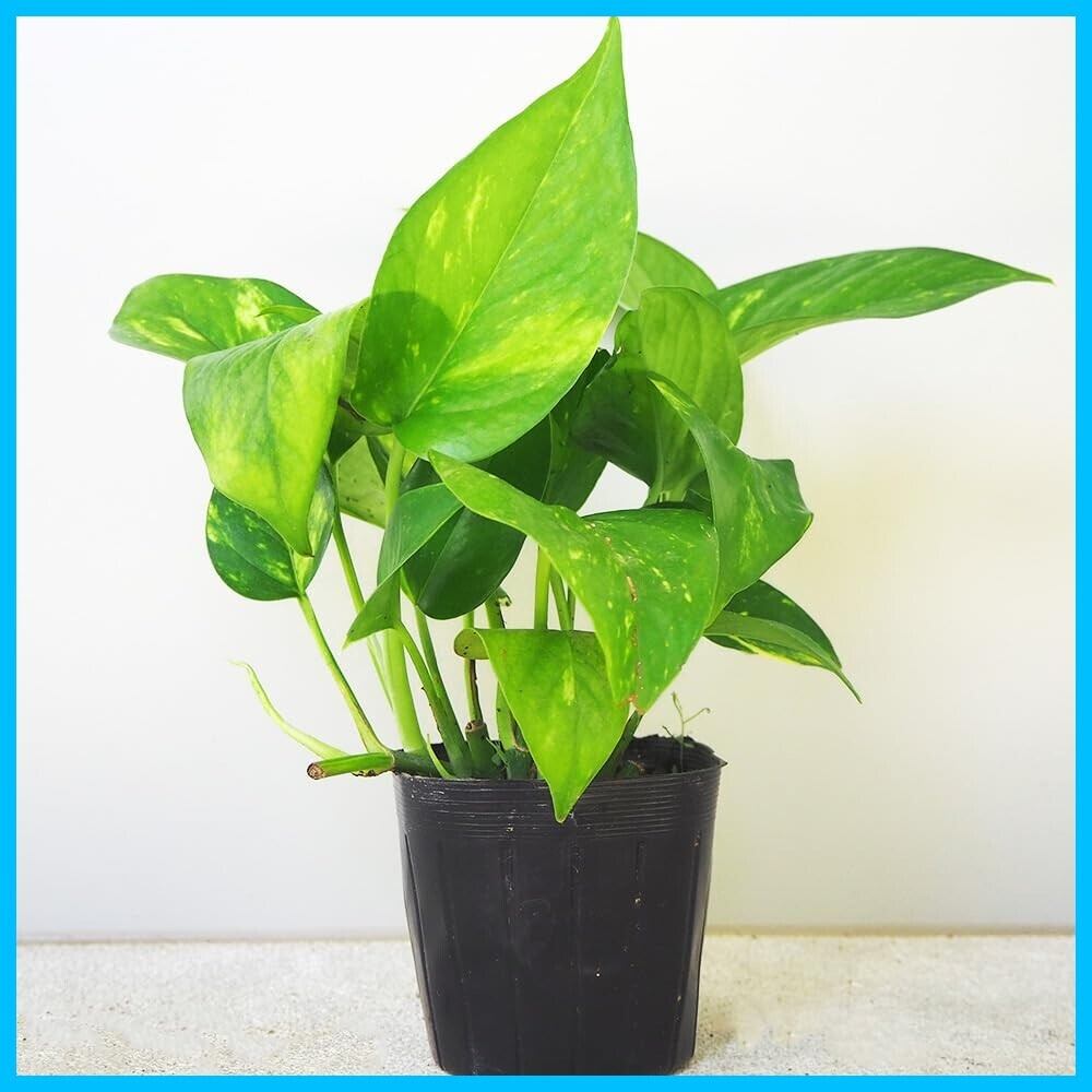 斑入り　クワズイモ　苗　株　観葉植物　アロカシア　花卉/園芸 アロカシア オドラ イエロー 斑入り クワズイモ○観葉植物 耐陰性植物