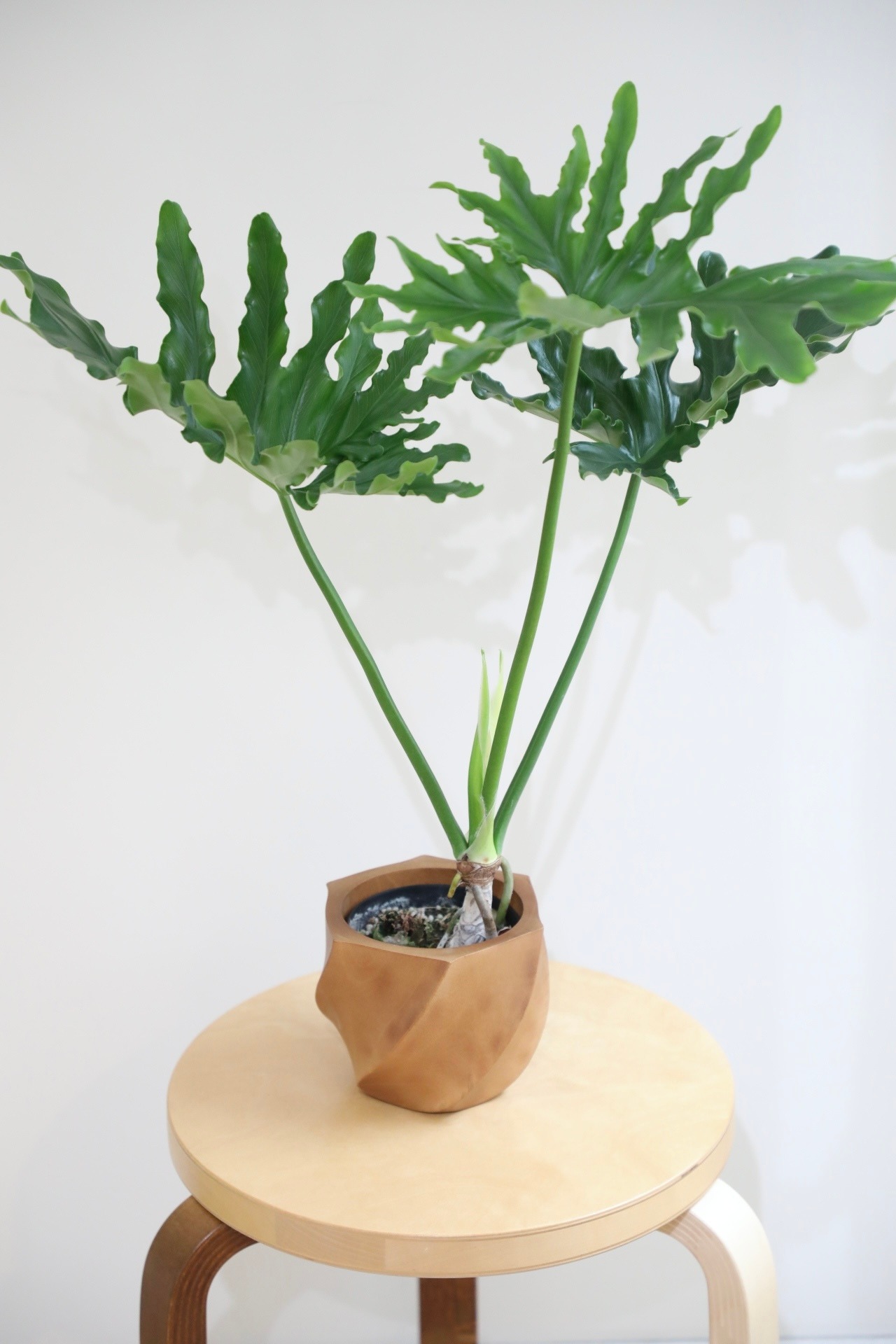 【M】フィロデンドロン セローム /Philodendron