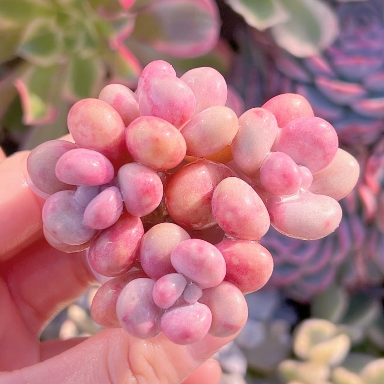 多肉植物　桃卵(小)　群生　新入荷　るる農園