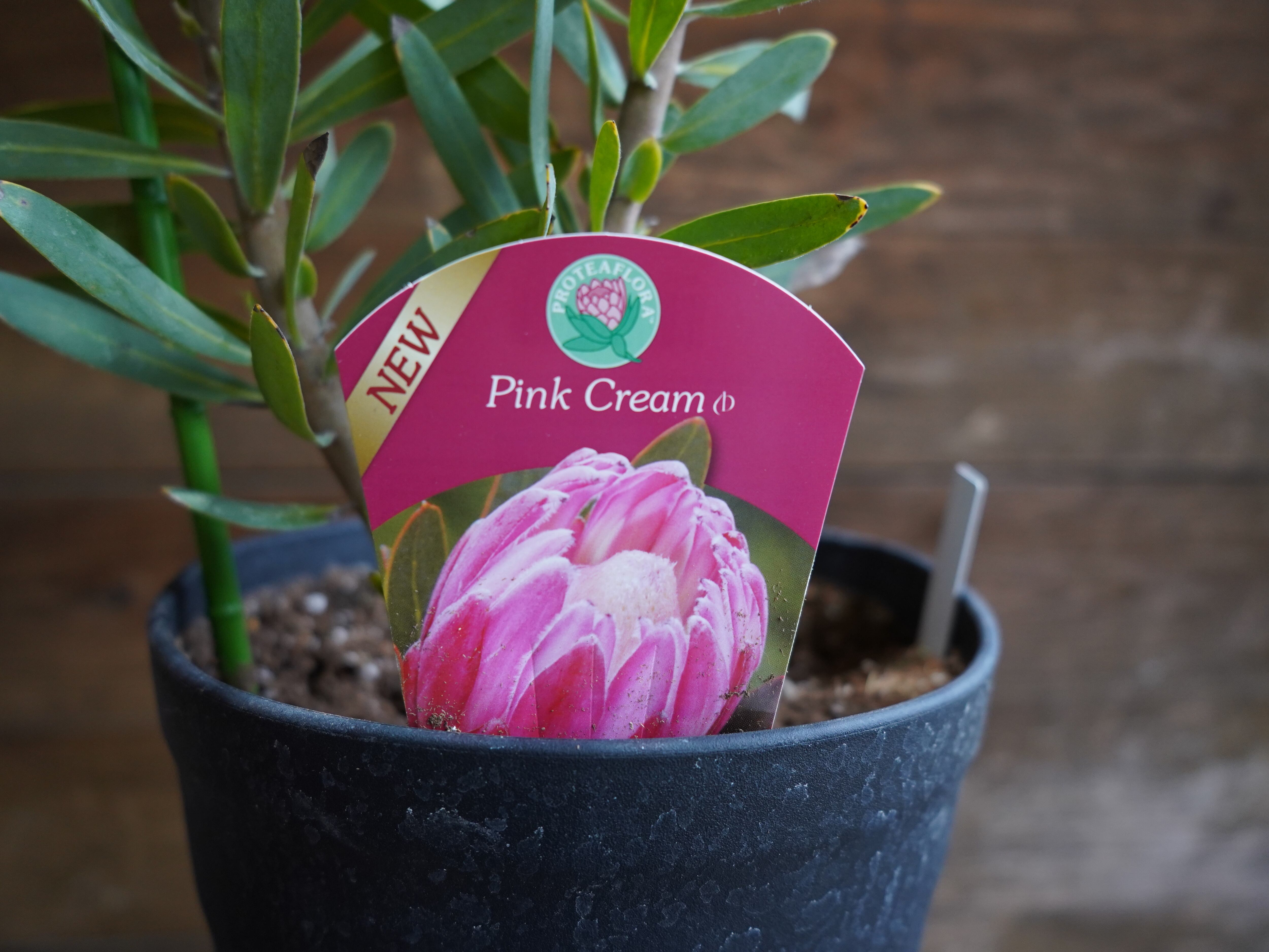 【現物】プロテア "ピンククリーム"