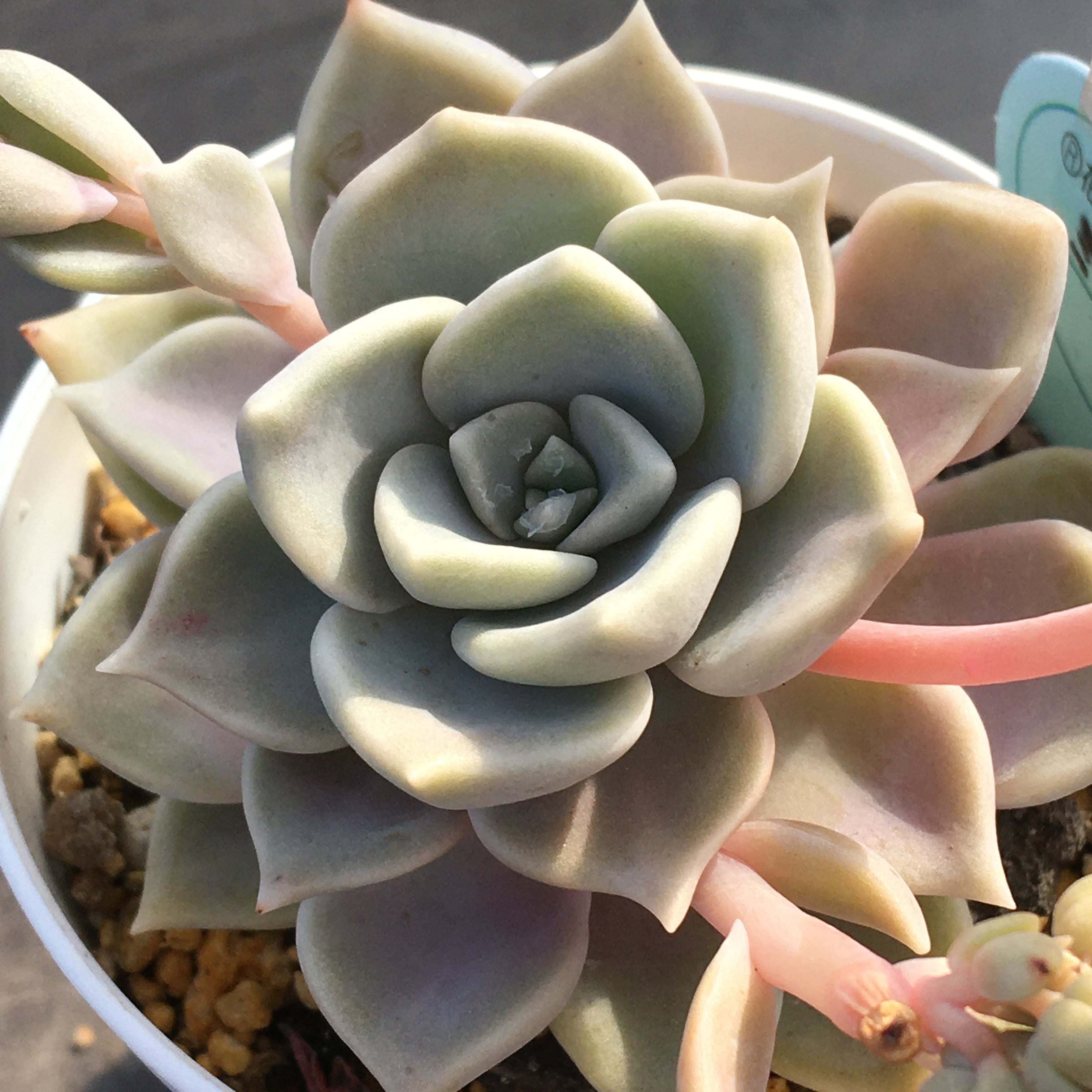 パクさん苗 | RuPo 多肉植物専門店