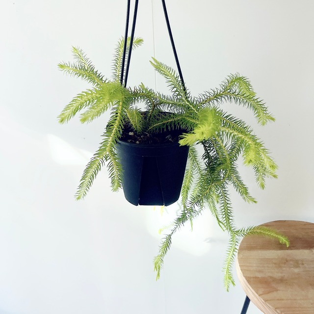 フペルジア・スクアローサ ― 森の雫のように垂れる希少グリーン ― calm cafe