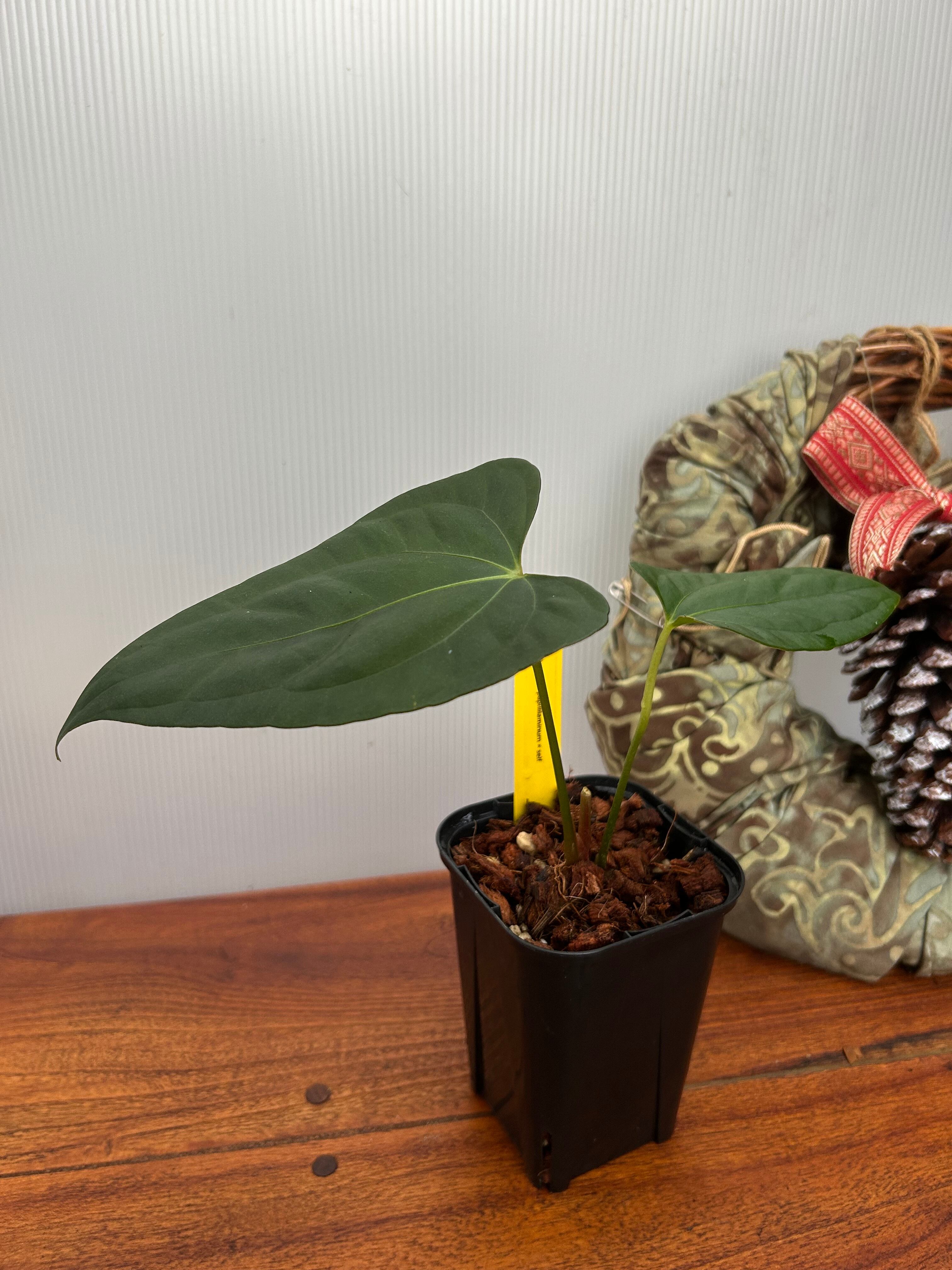 Anthurium | BA PLants