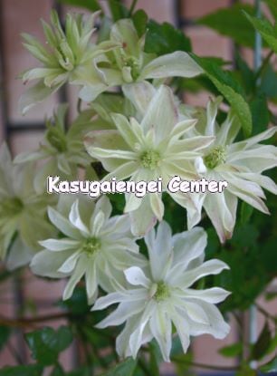 プリムローズ スター　Clematis 'Primrose Star'　-モンタナ系　K-72