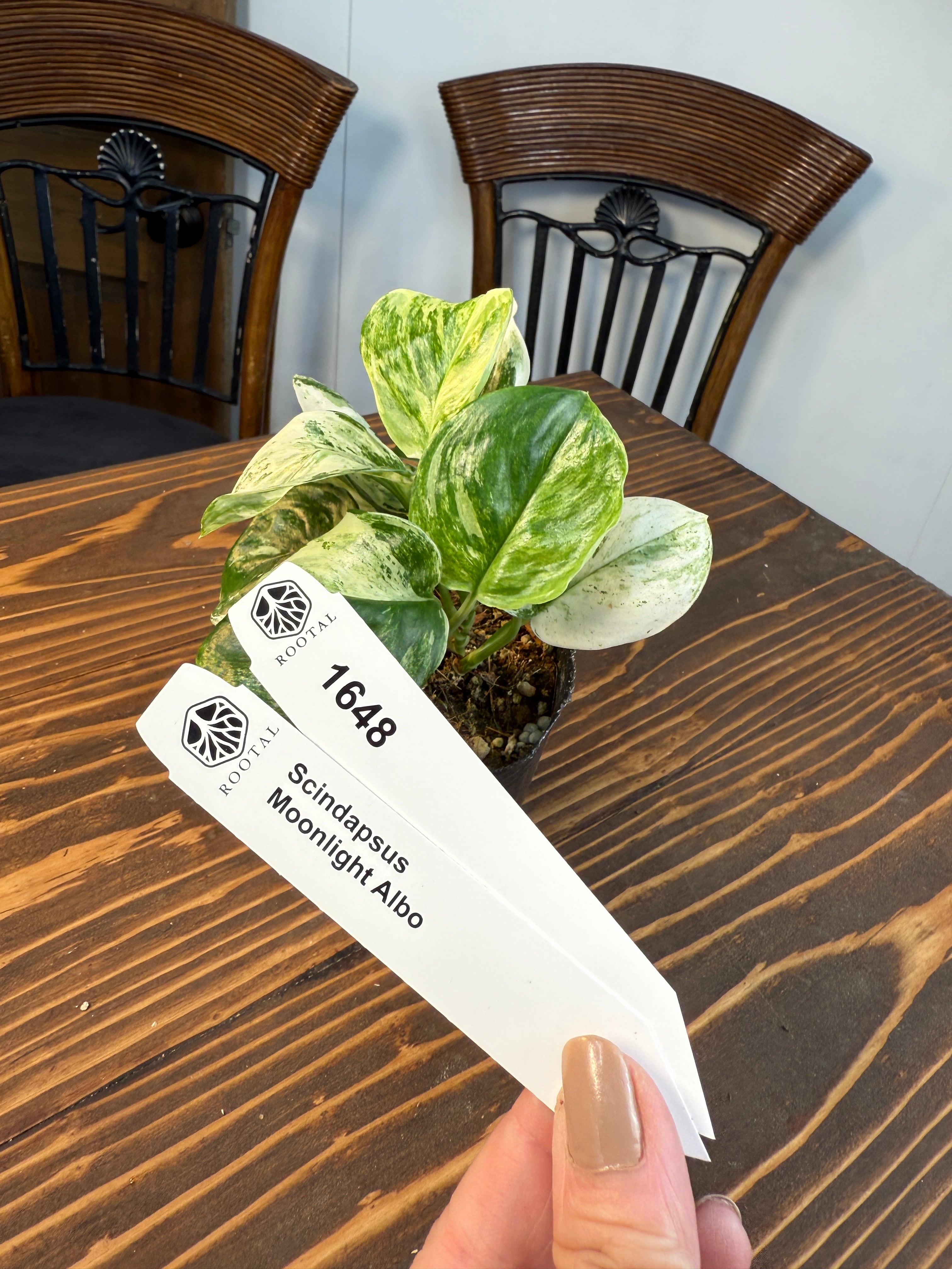 ★1648【優雅な月光】スキンダプサス ムーンライトアルボ(8cmポット)