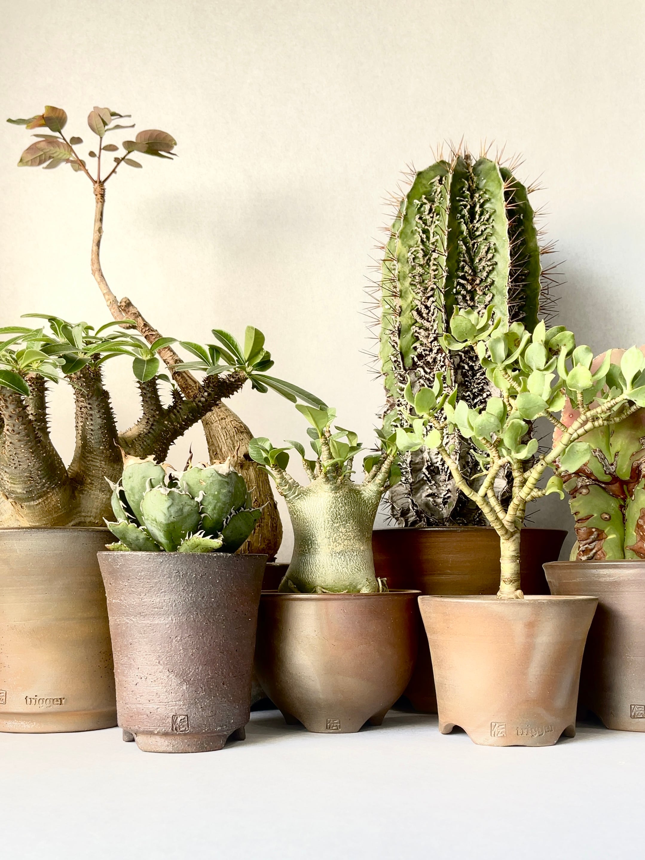 アストロフィツム・白条複隆般若 | trigger