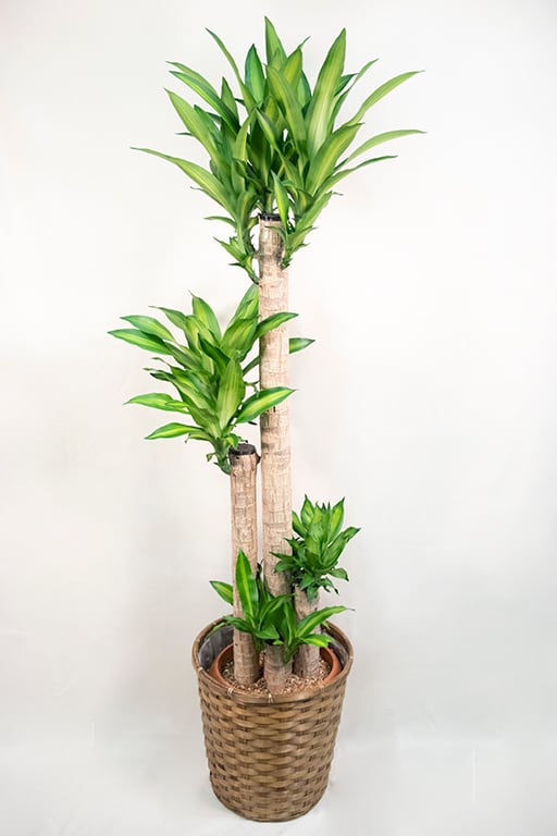 送料無料！幸福の木！ドラセナ・マッサンゲアナ 大鉢サイズ【観葉植物 