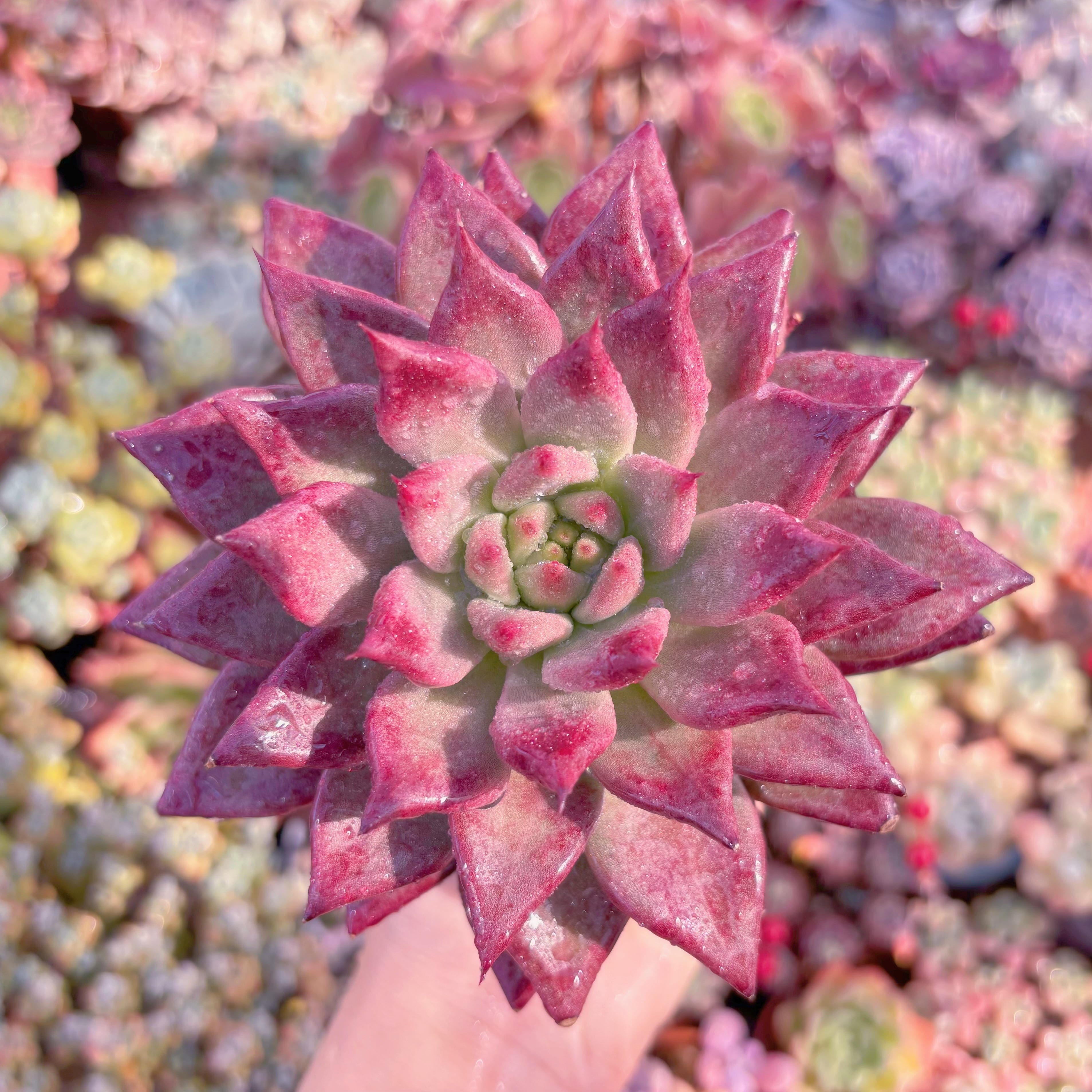 現品　プシュケ#024　大苗　るる農園