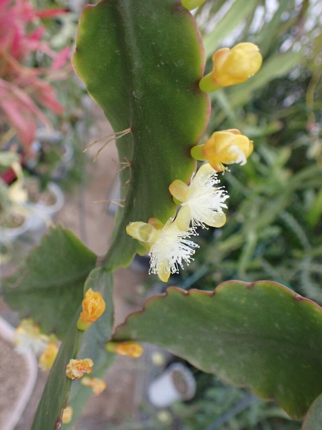 Rhipsalis platycarpa　３．５号鉢