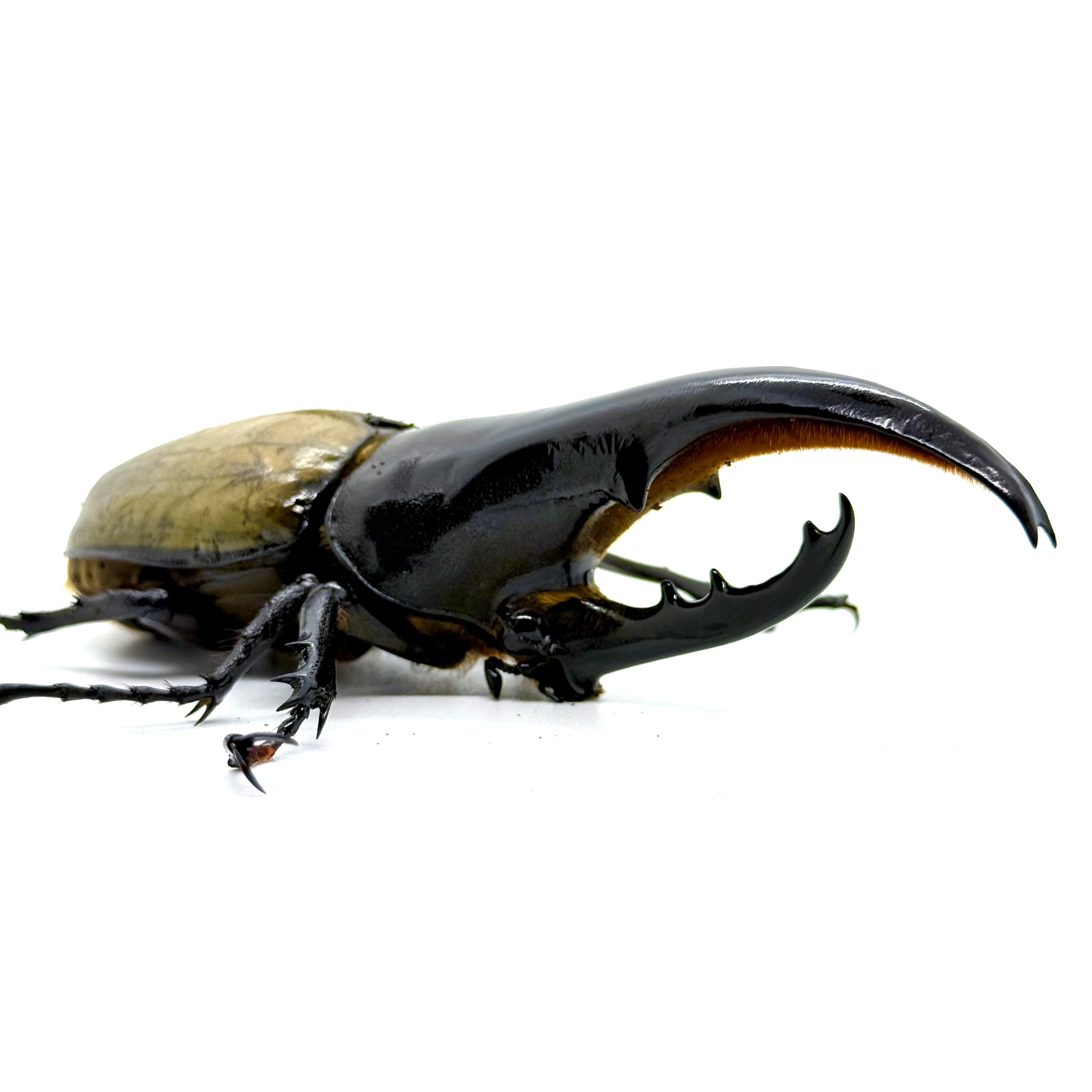 極太極短 / 成虫 / オス＆メスペア / ヘラクレスオオカブト | HERCULES