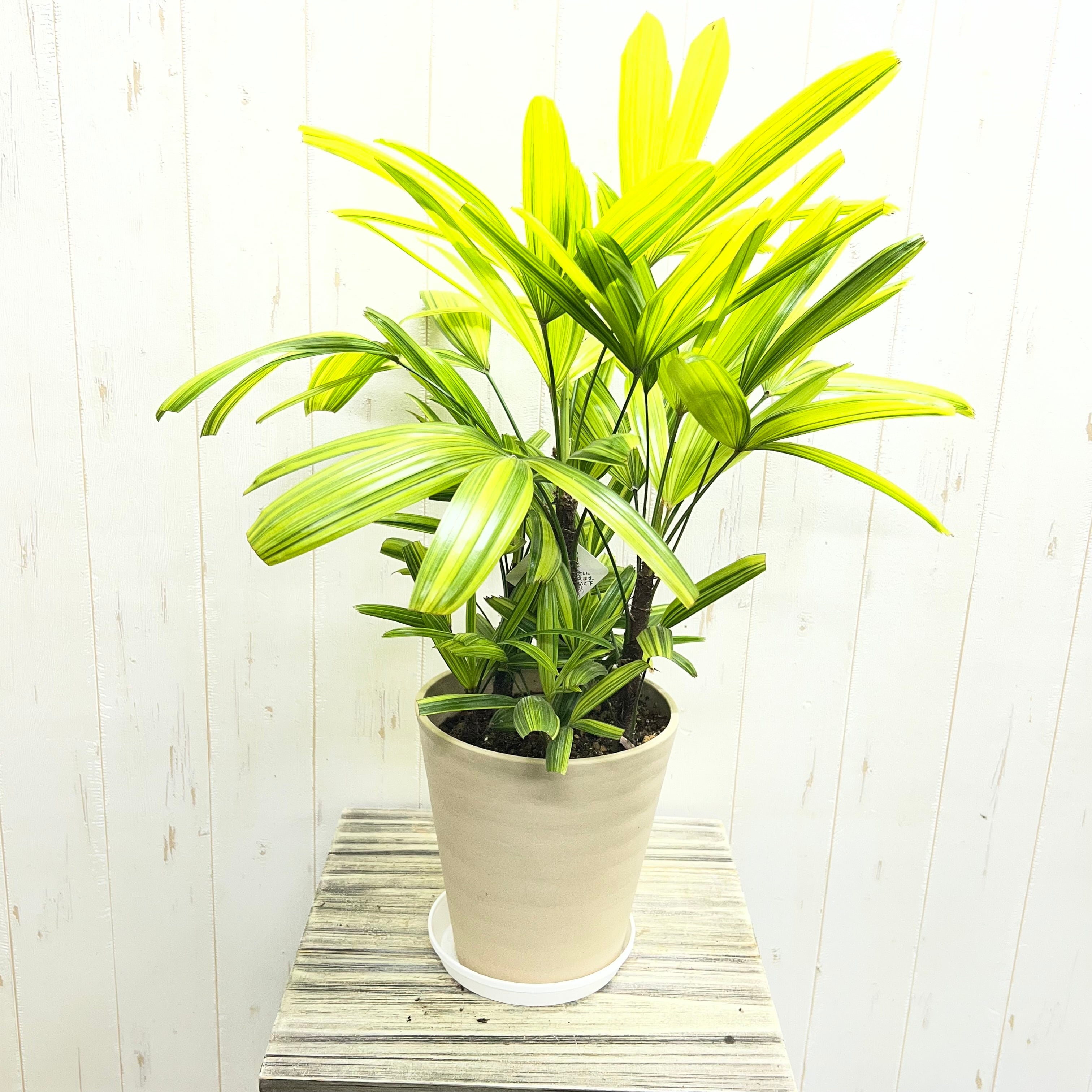 斑入り 観音竹 綾錦 すっきり美しい葉姿の上品な観葉植物 | PLANTS