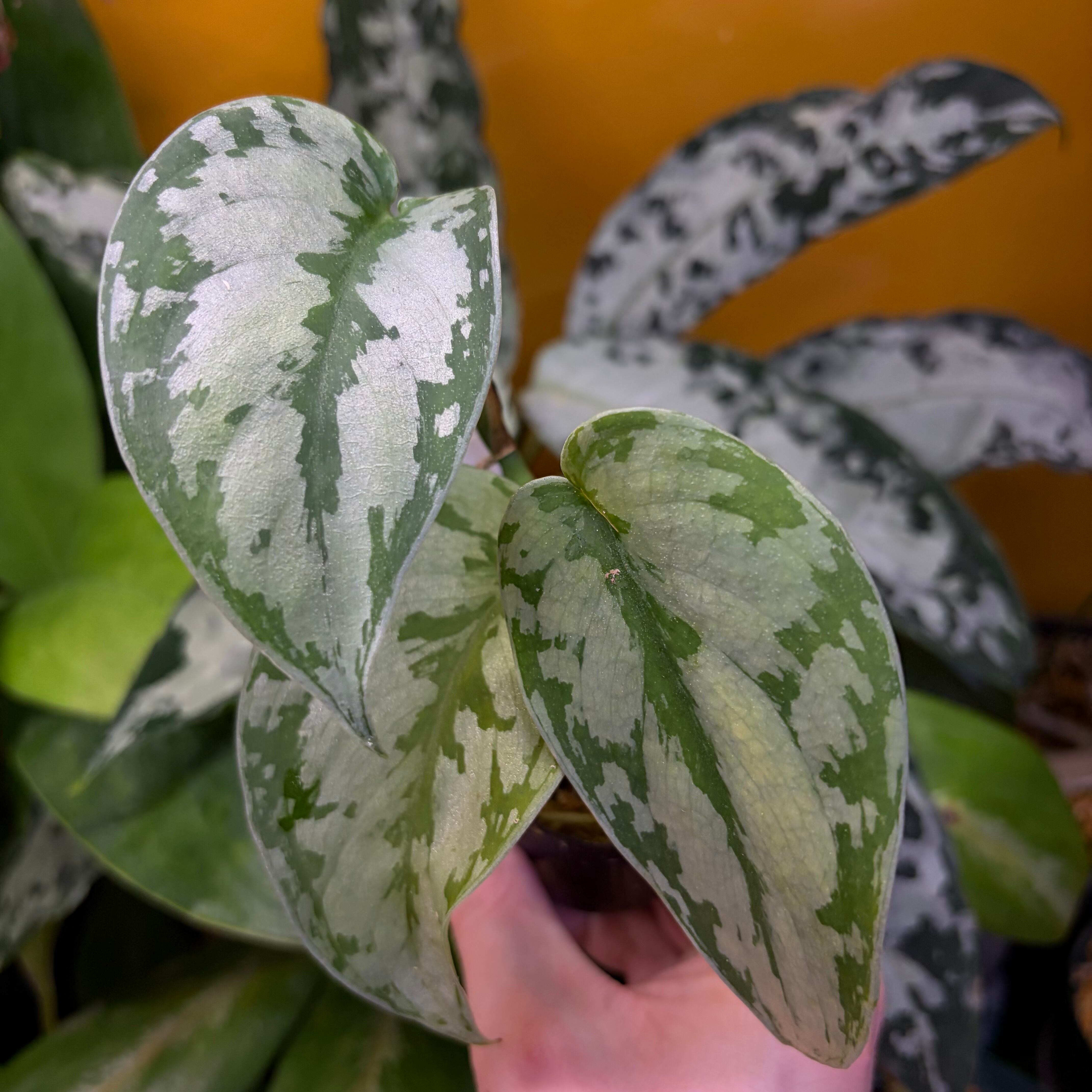 Homalomena sp. 花緑青 Tapanuli Selatan 【ZOE1025-4p】 銀葉個体 Homalomena sp. 花緑青 Tapanuli Selatan 【ZOE1025-4p】 銀葉個体