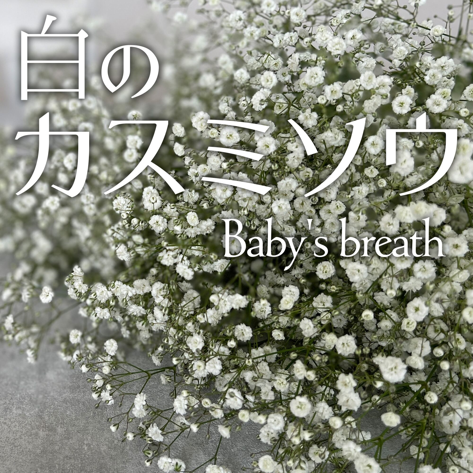 白のカスミソウ〈Baby's breath〉☆フラワーロス削減 | 2020スマイル