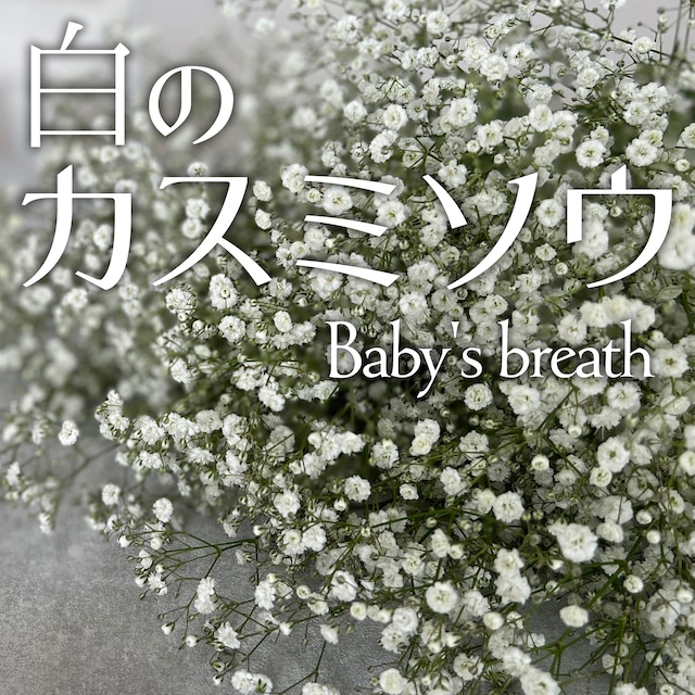 白のカスミソウ〈Baby's breath〉★フラワーロス支援