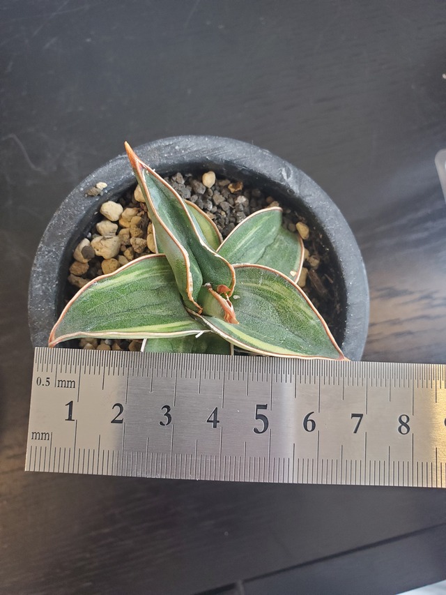 Sansevieria　Blue Leaf　Variegata【artPLANTs】サンスベリア/サンセベリア