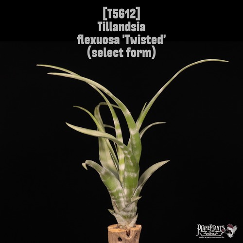 【送料無料】flexuosa 'Twisted' (select form)〔エアプランツ〕現品発送T5612