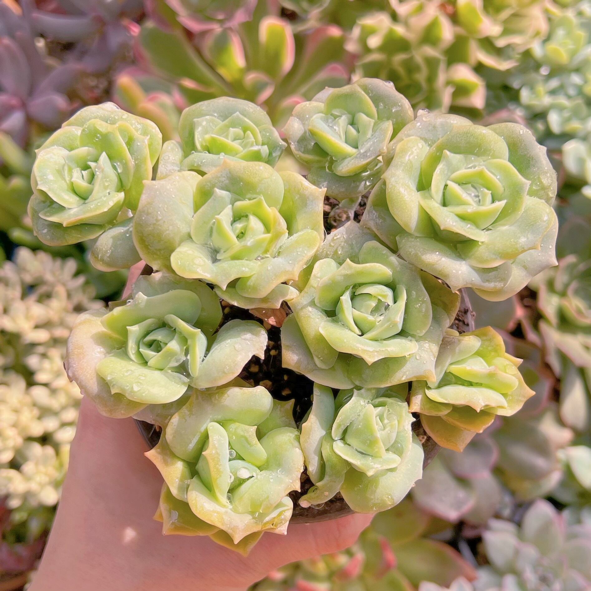 現品　ラブリーローズ#612   古株　るる農園