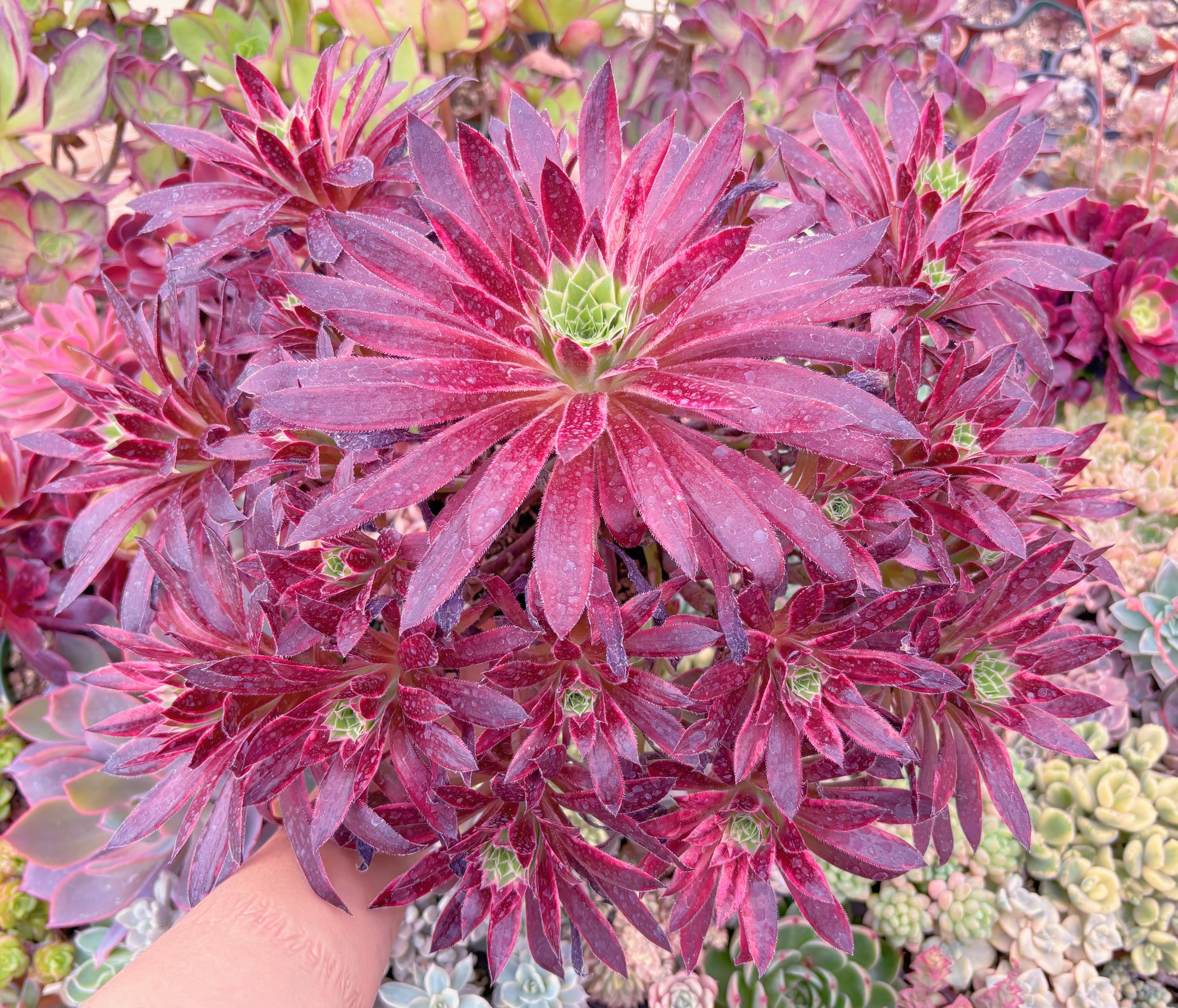 現品　鳳凰錦#888　特特大群生42cm　新入荷　るる農園