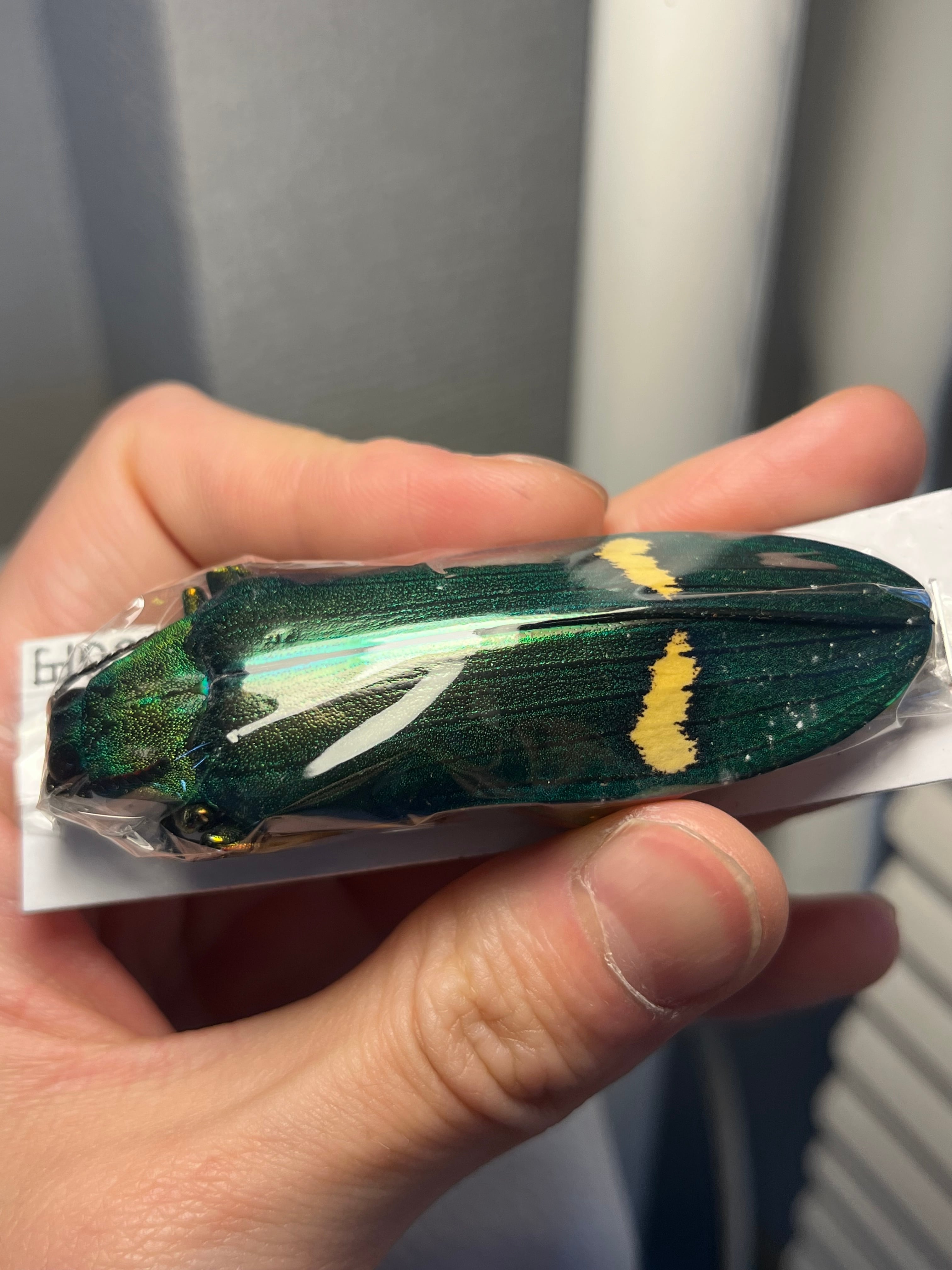 玉虫最大級】アラメオオルリタマムシ 標本 スハンダエプラチナコガネ