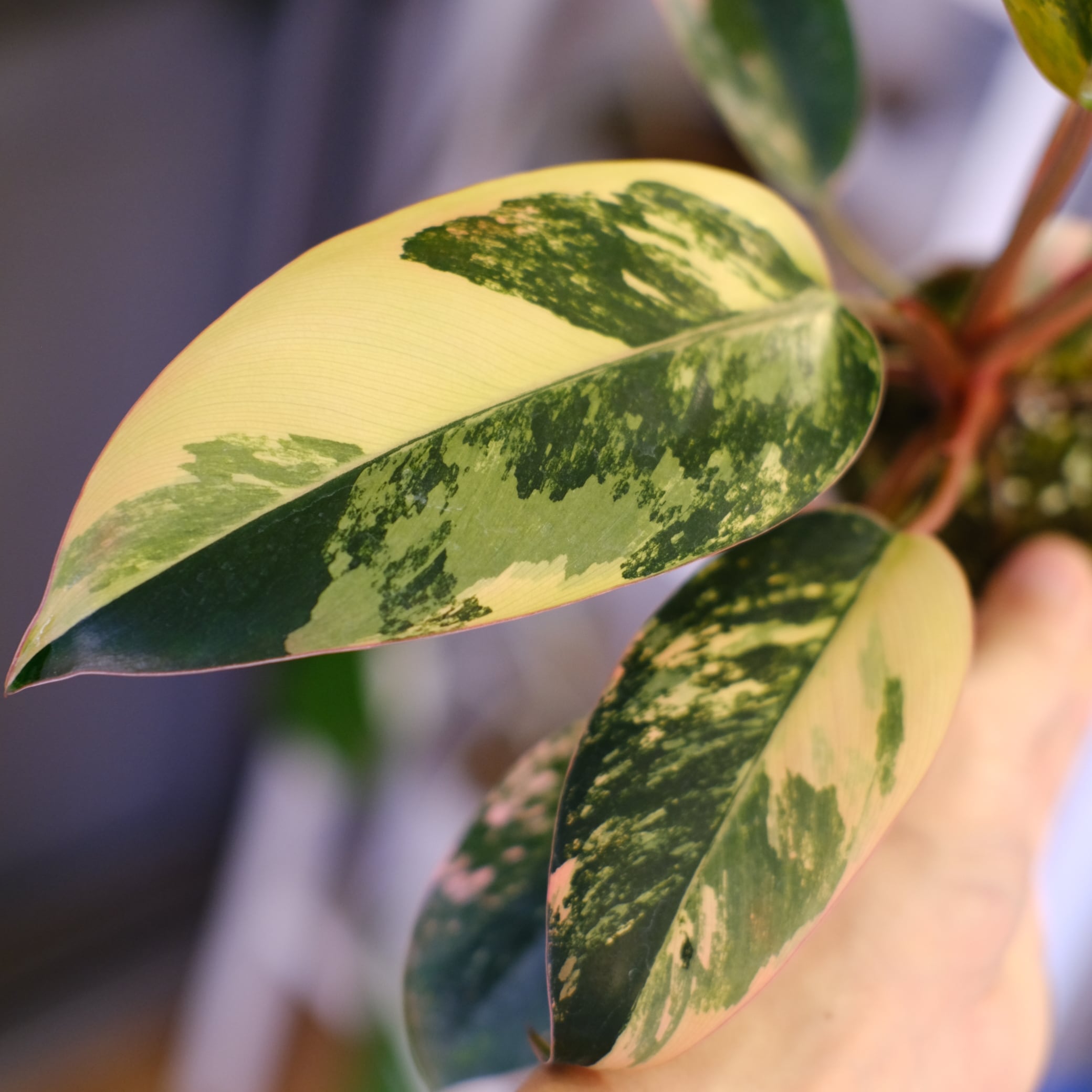 フィロデンドロン・レッドコンゴ⑥│Philodendron Red Congo｜観葉植物