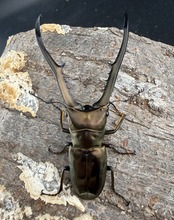 《メタリフェルホソアカ亜種イソガイ 76.5mm ペア》