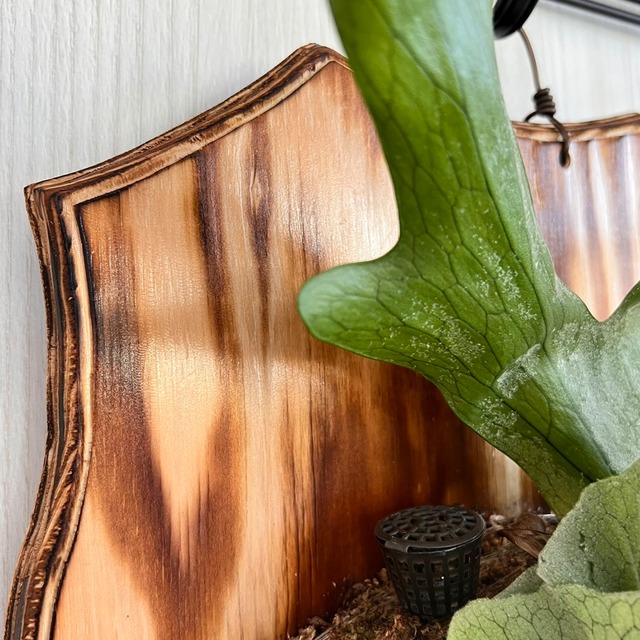 ビカクシダ グランデ 板付 【観葉植物 壁掛け コウモリラン】