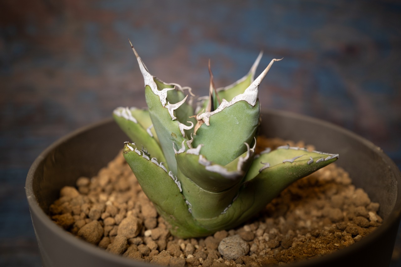 アガベ チタノタ Bone spine② 画像1