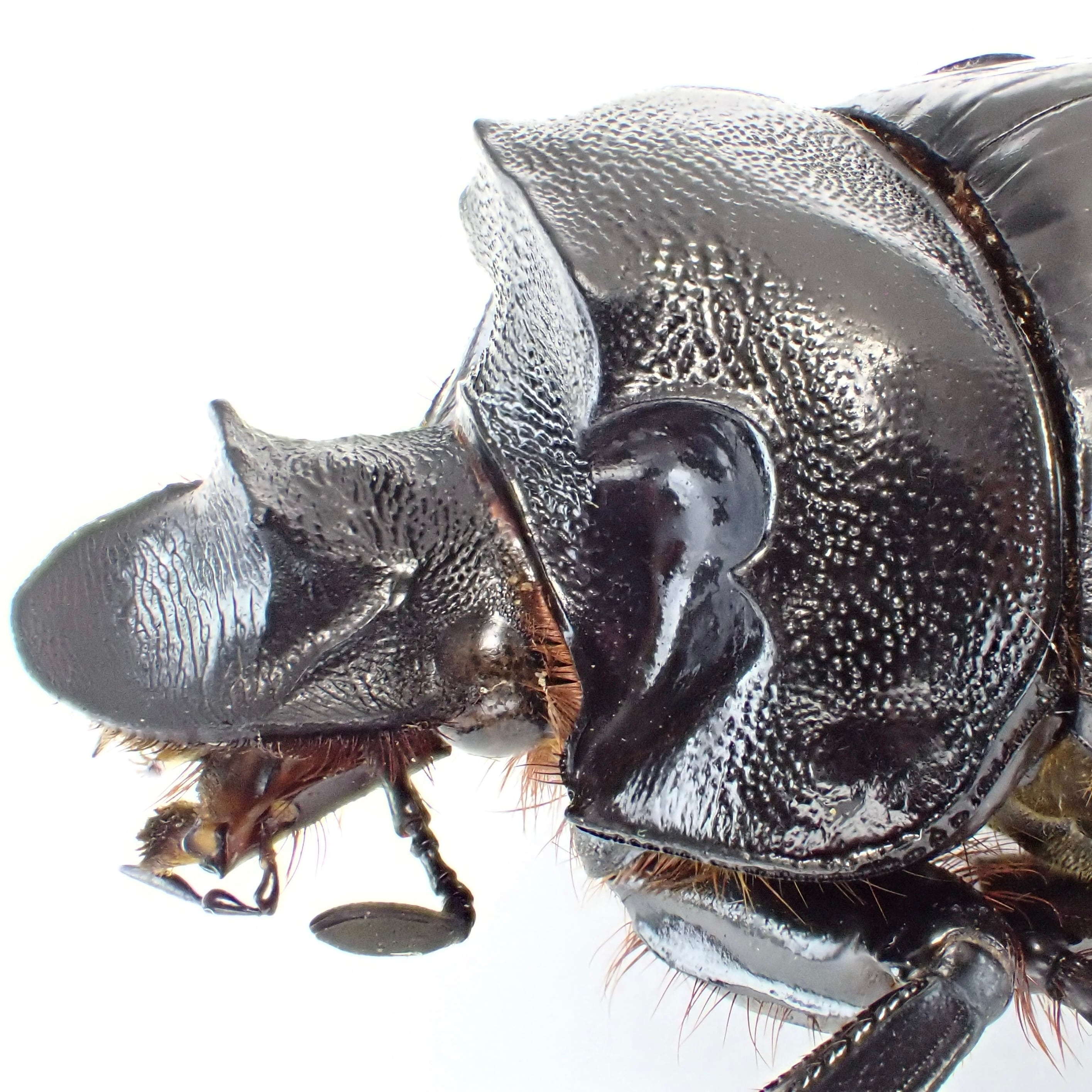 ザンビア産 Heliocopris japetus ♂♀ 47mm,48mm | 昆虫標本