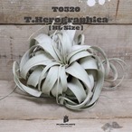 【送料無料】キセログラフィカXL〔エアプランツ〕現品発送T0320