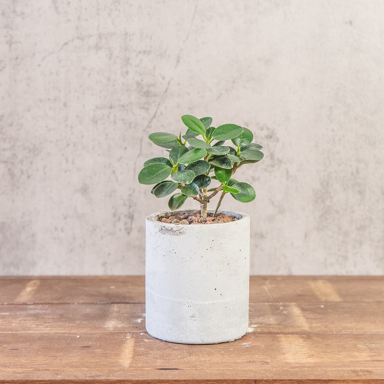 パンダガジュマル｜丸みを帯びた艶やかな葉と愛らしい姿が魅力の観葉植物｜癒しをもたらすインテリアグリーン【手づくりモルタル鉢】