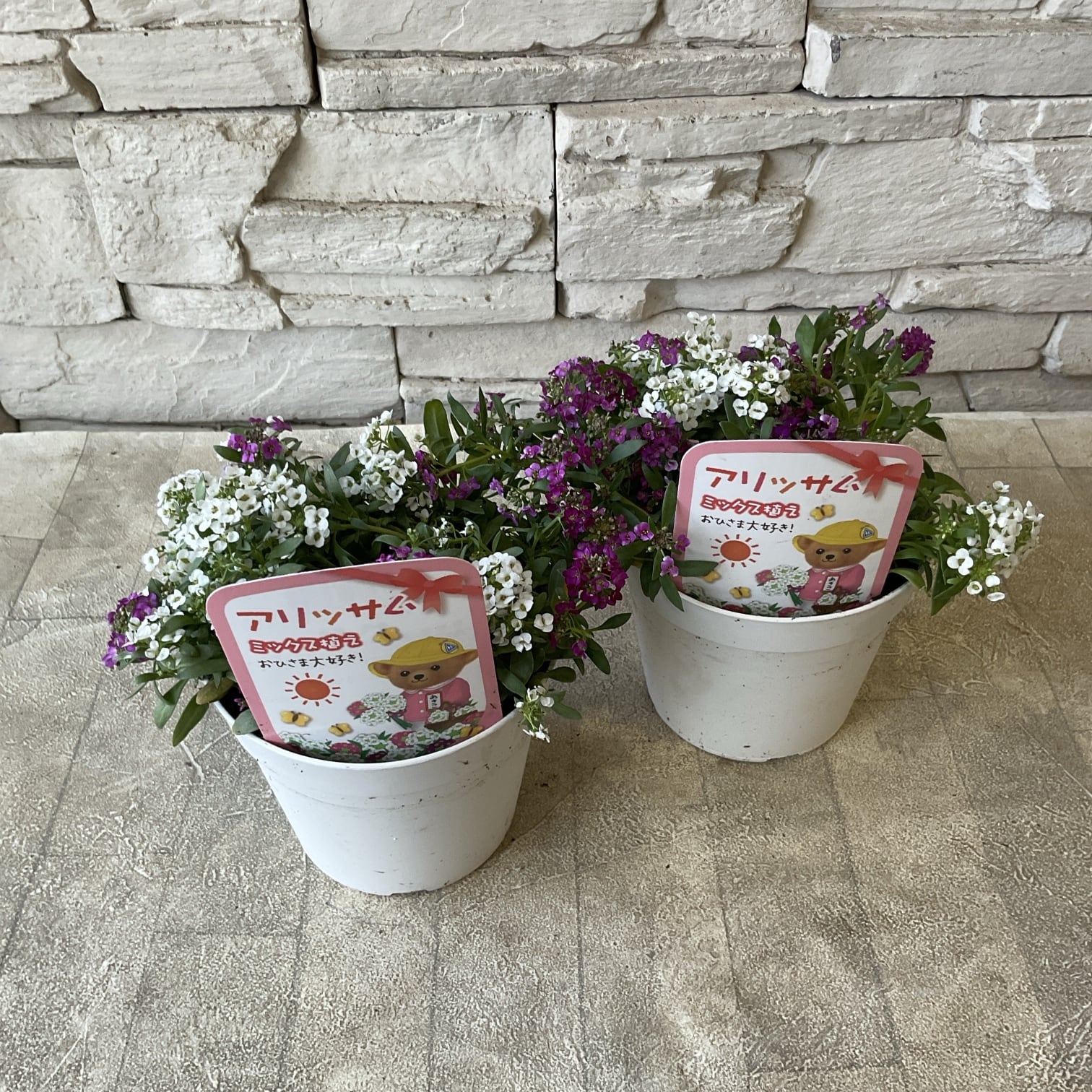 アリッサム ミックス 植え | 橋本種苗園
