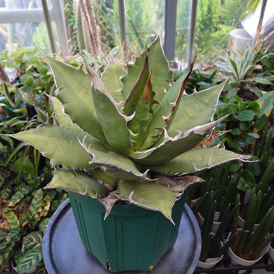 アガベ チタノタ オアハカ Agave titanota Oaxaca 8 - 植物/観葉植物