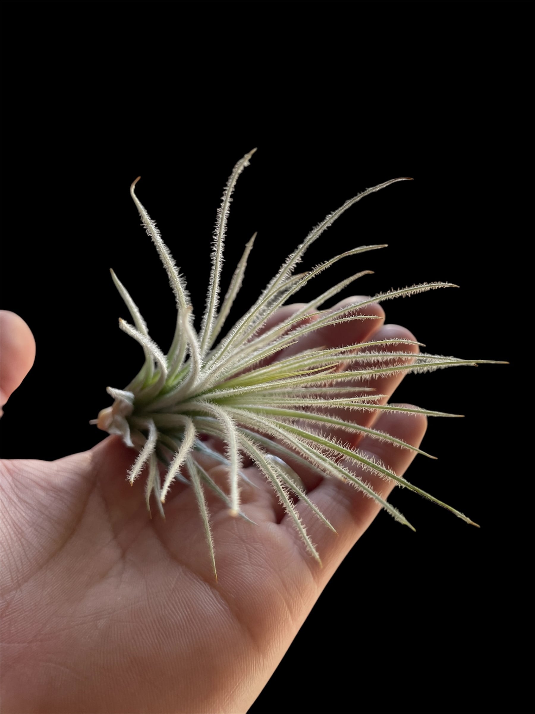 Dionaea muscipula CK “Biohazard 1” | Dmix Plants