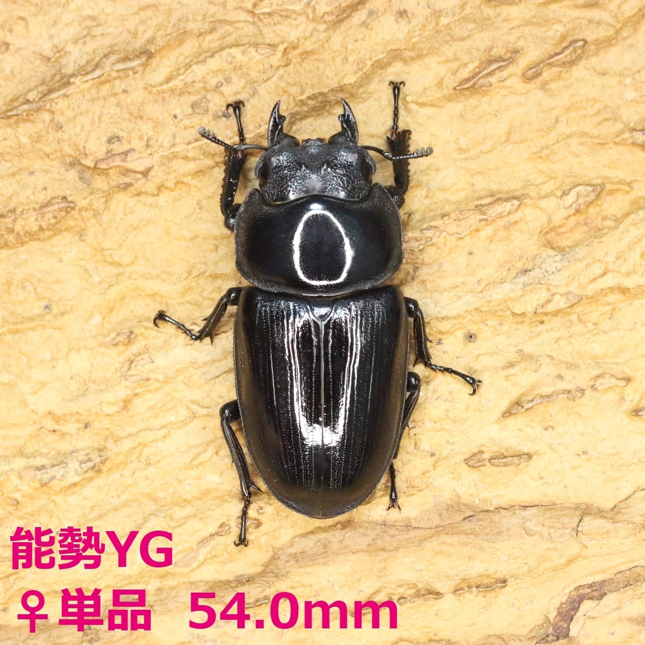 ネプチューンオオカブト 成虫 ♀単品 ♀68mm DD血統（美形） 外国産
