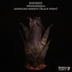 【送料無料】Hohenbergia leopoldo-horstii (Black form)〔ホヘンベルギア〕現品発送H0080