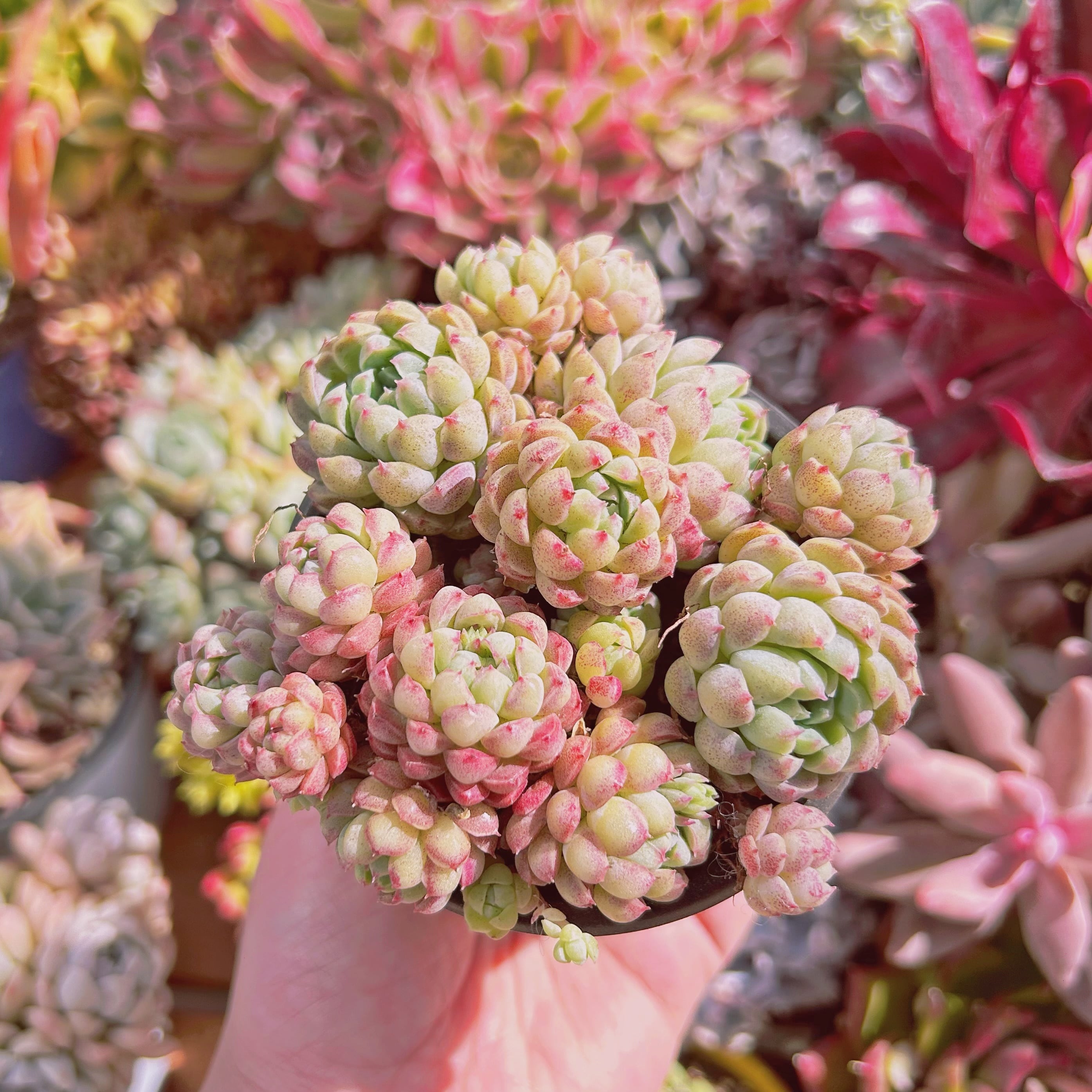 現物　多肉植物　ハチミツボール