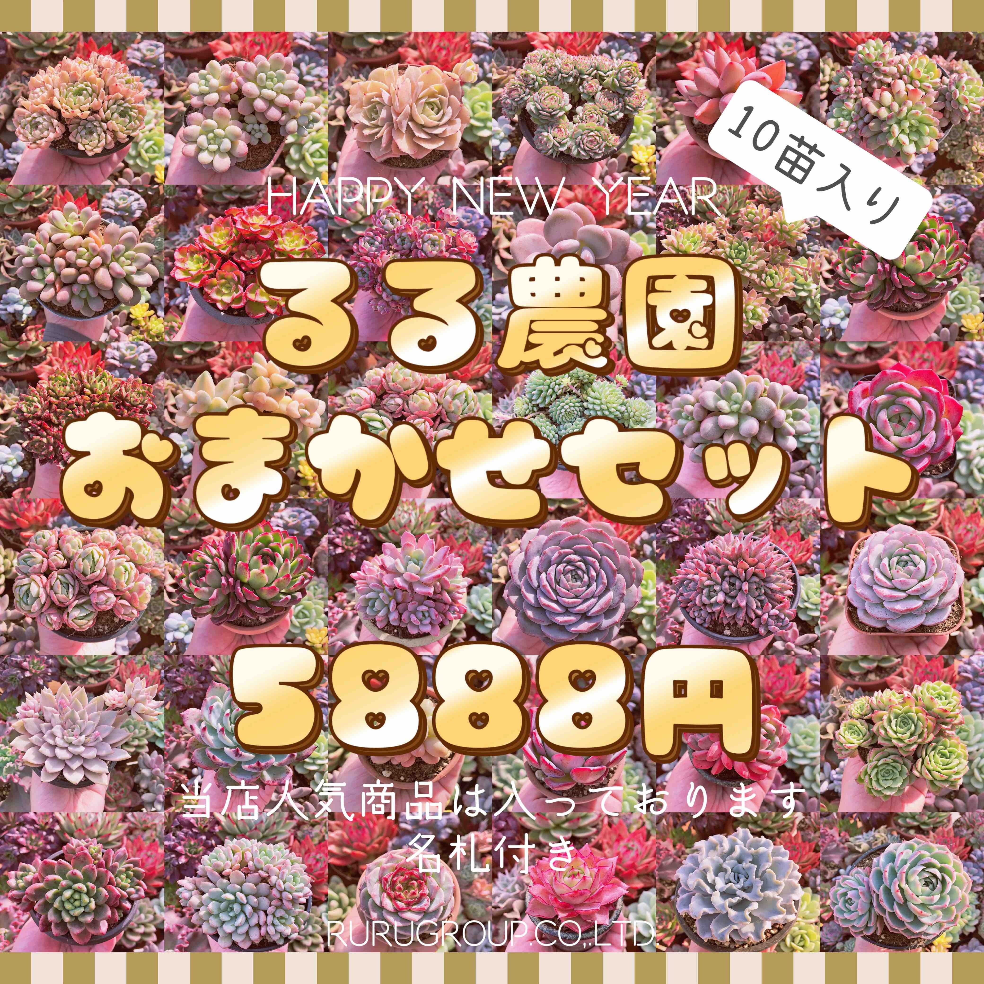 多肉植物るる農園おまかせセット(10点) | るる農園~多肉植物専門
