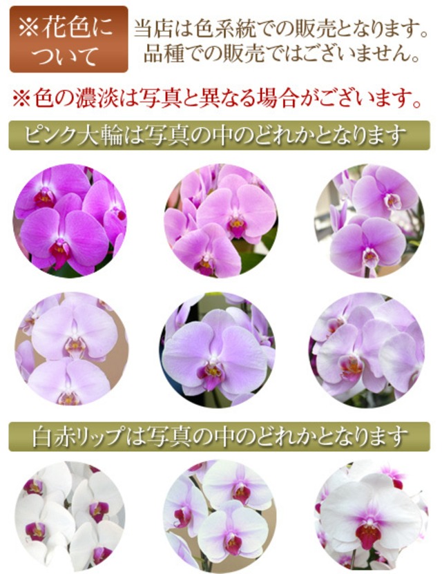 大輪胡蝶蘭 7本立ち 77輪以上 産地直送