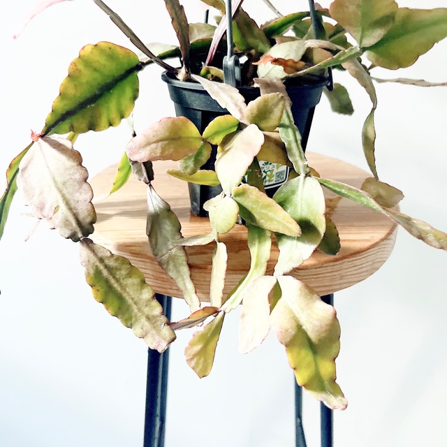 【数量限定】季節のリプサリス2種セット 特別価格 送料無料 calm cafe