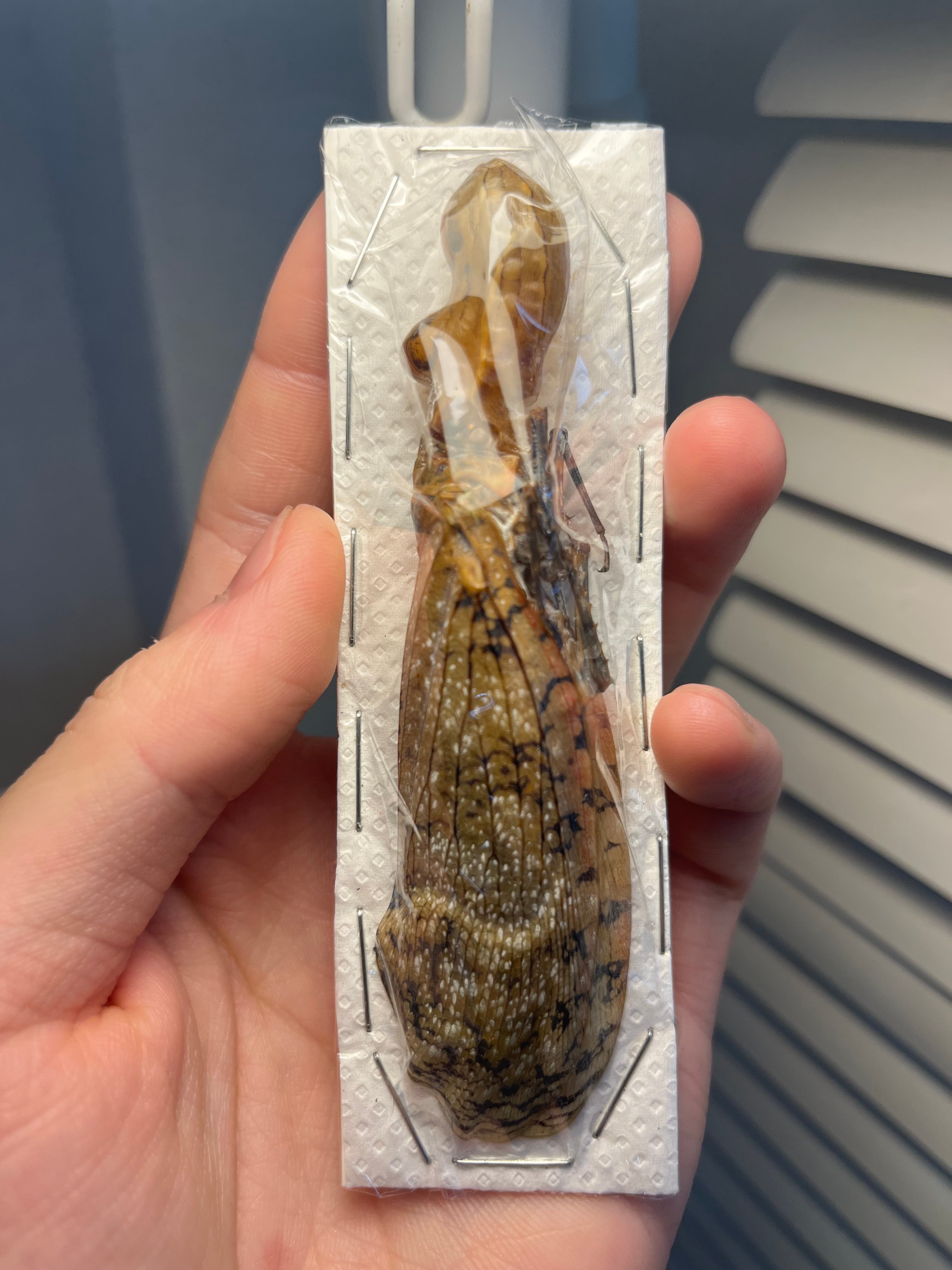 99mm】オオテングビワハゴロモ 外国産蝶標本 標本 蝶 蛾 ヤママユ