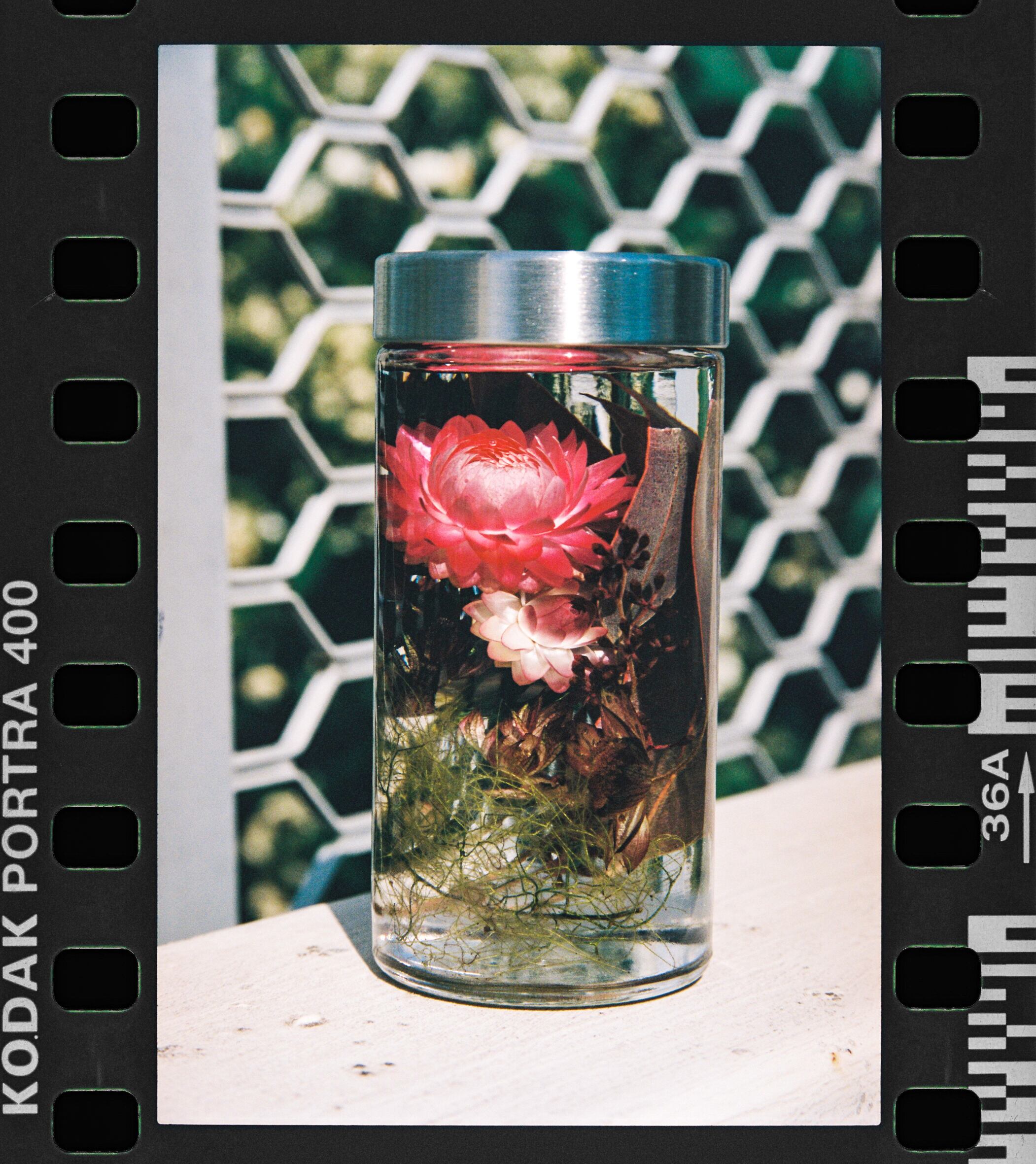 【中古】 薔薇の飾り/ハーパーコリンズ・ジャパン/パトリシア・ウィルソン Rose Lace Rococo | BABY, THE STARS SHINE BRIGHT