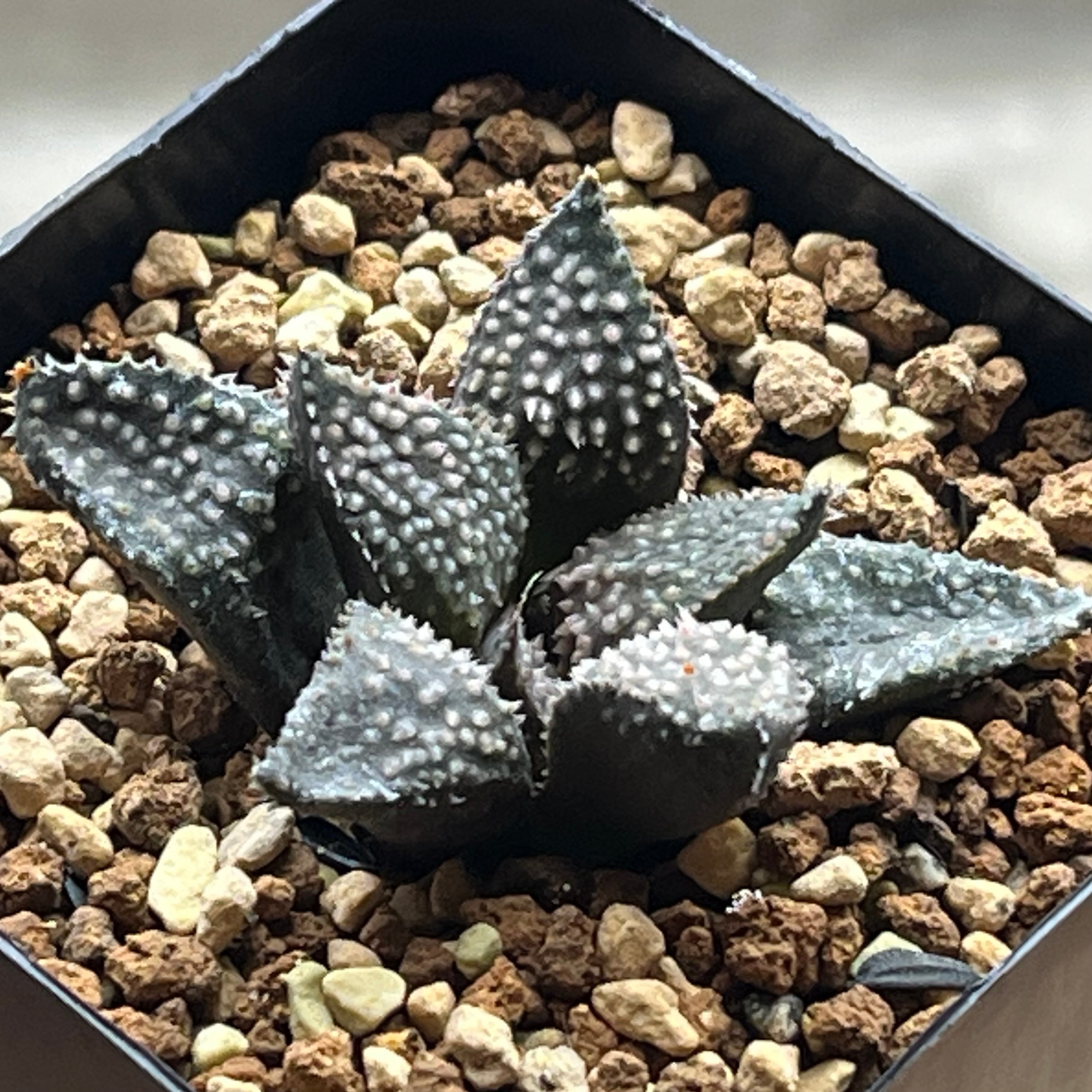 ハオルチア 狼牙 | mocono_plants