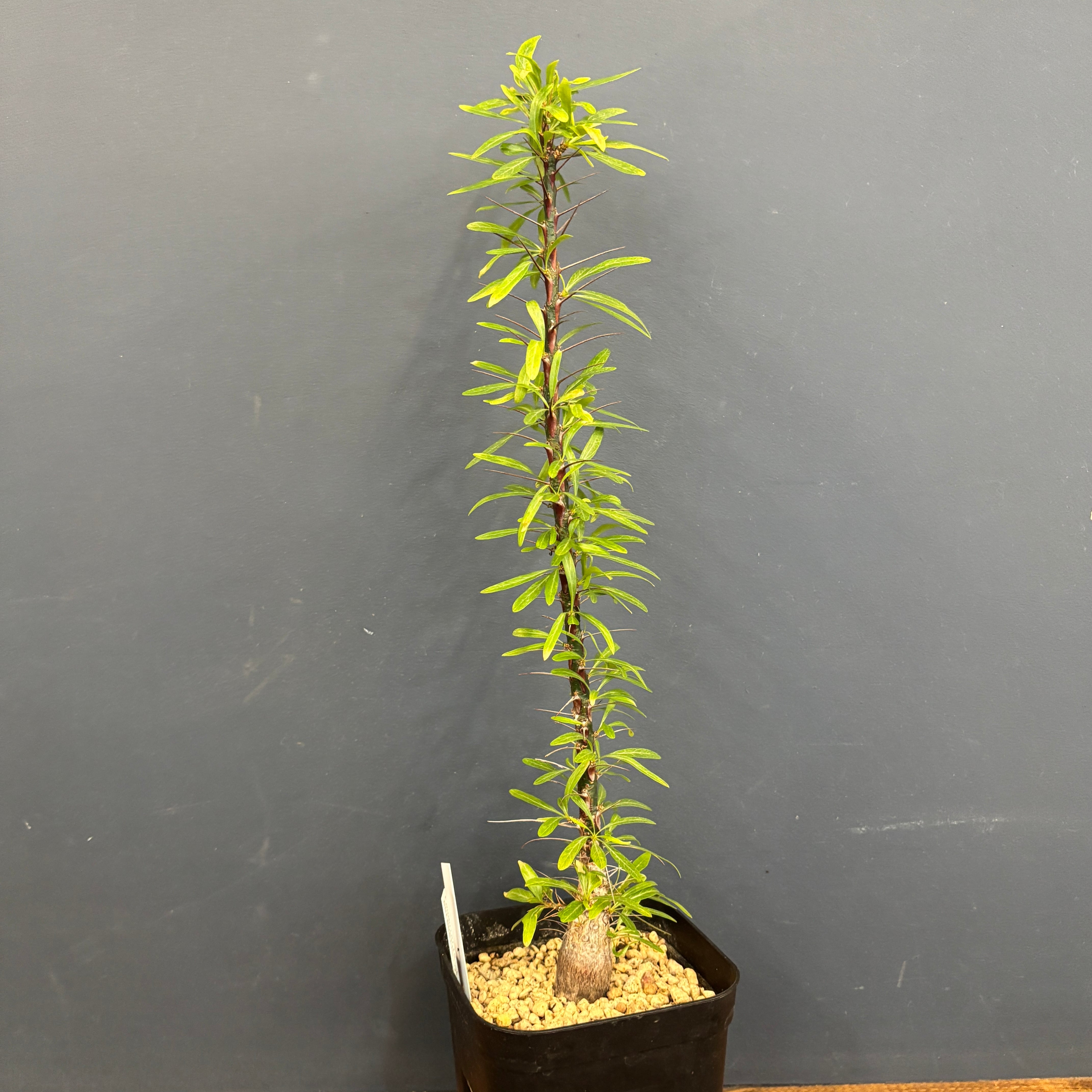 【早い者勝ち★国内実生株！】　フォークイエリア　プルプシー　鉢のまま発送　39 フォークイエリア プルプシー（実生） | hanayoshi-botanical