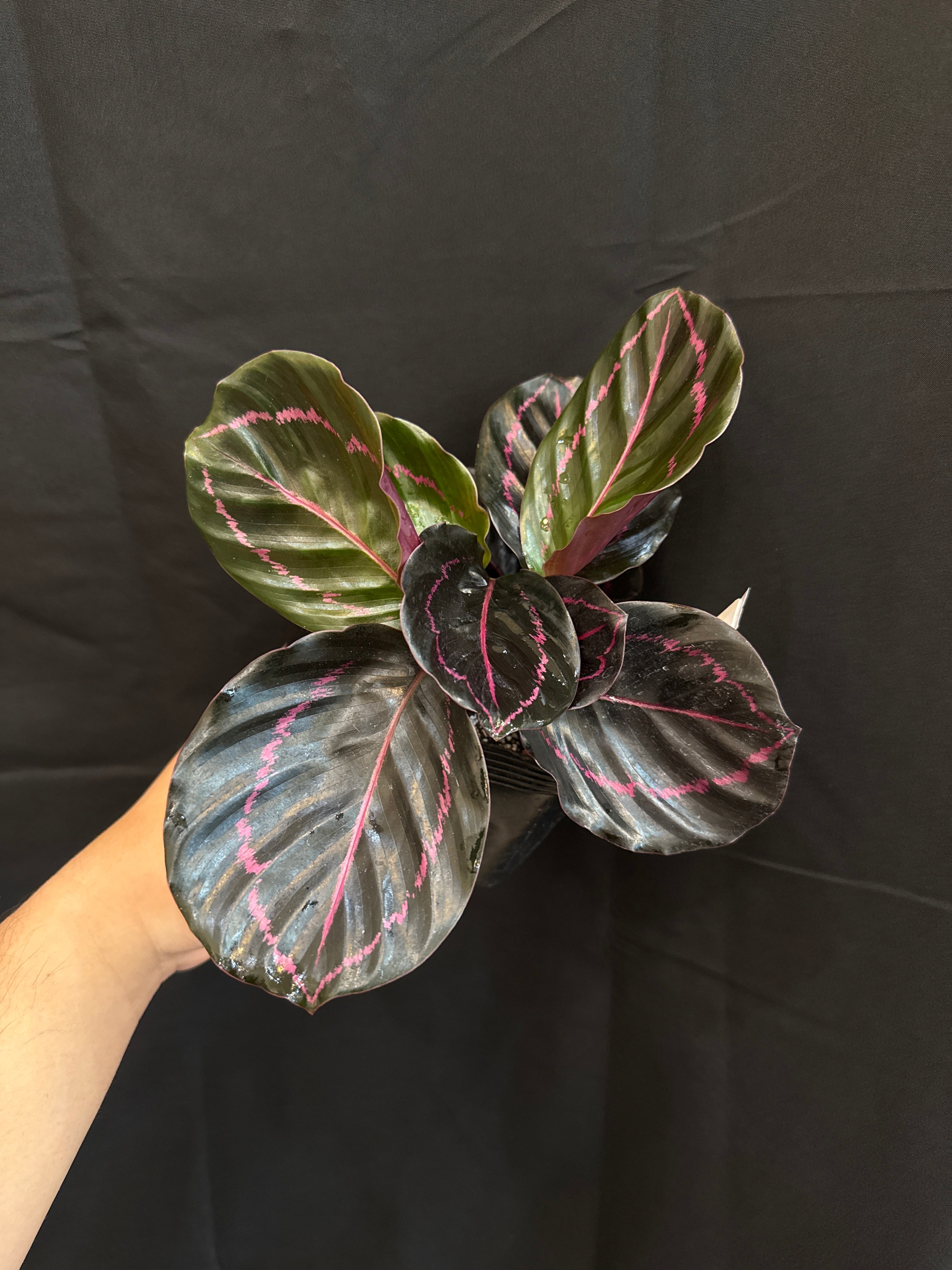 ① (Mucho) Begonia cucullata pink variegated / ベゴニア ククラータ