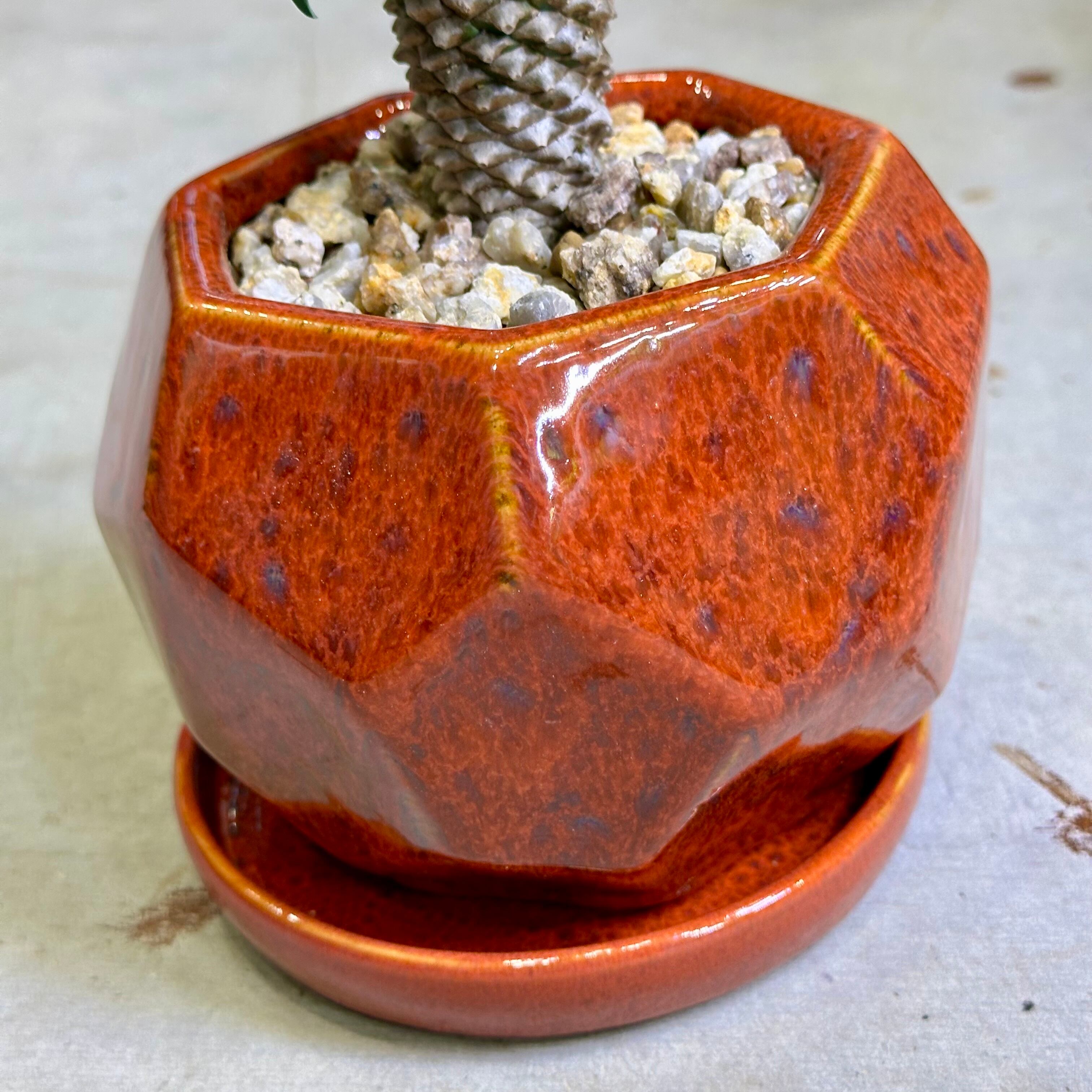 パイナップルコーン（ソテツキリン） | barrelplants_BONSAI