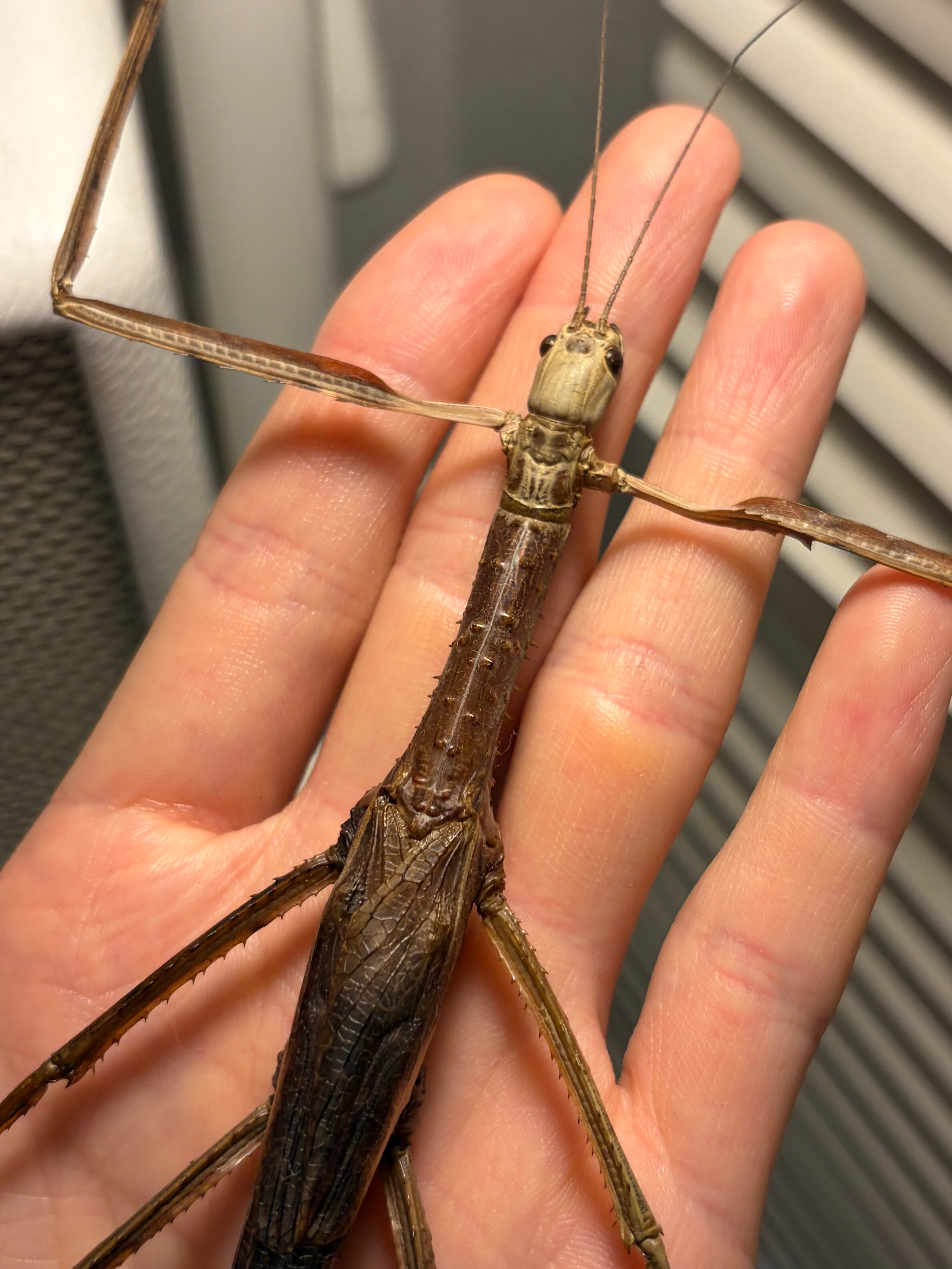 成虫♀】ウルフィングナナフシ コノハムシカマキリマンティスコロギス