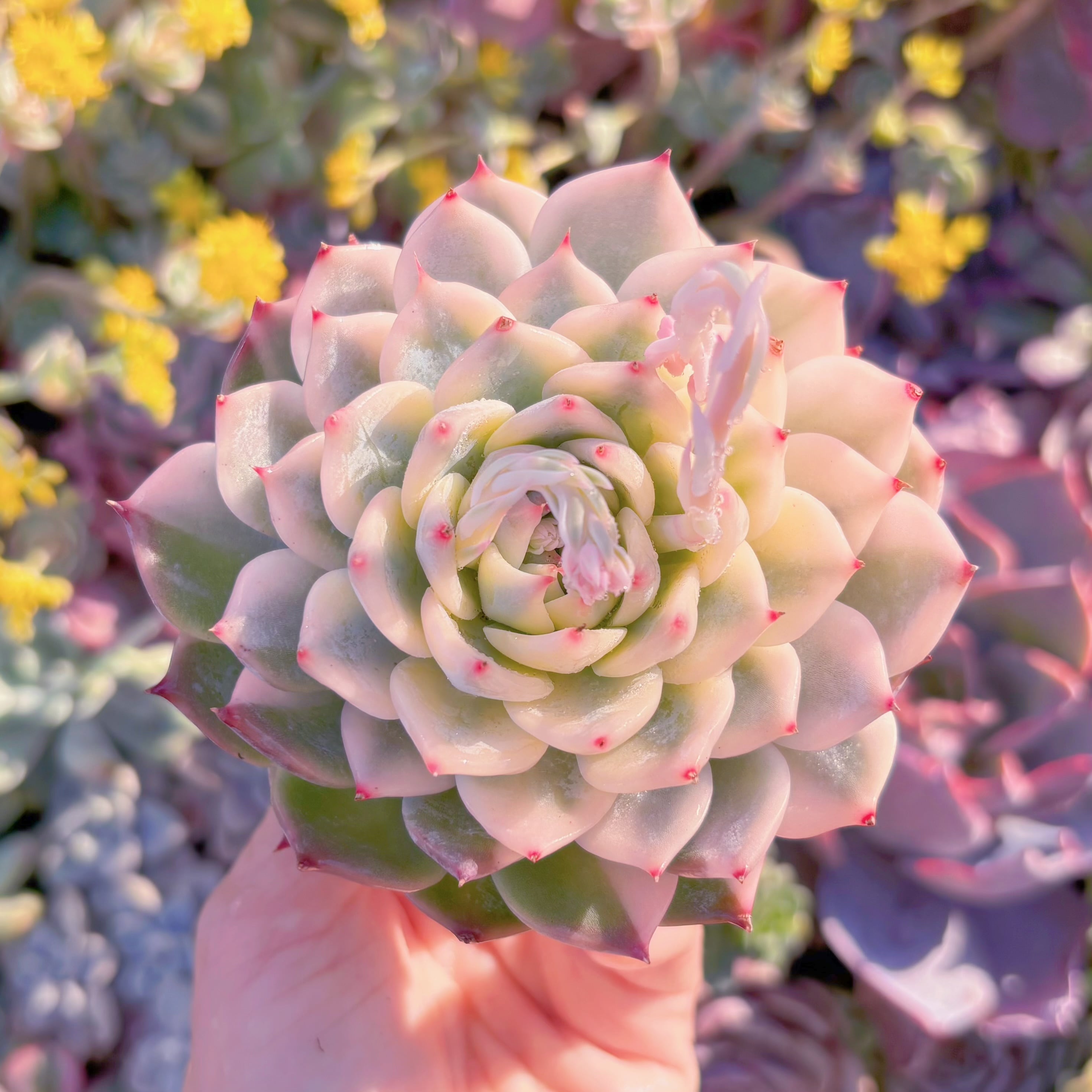 現品　チワワ錦#M007　極上株　るる農園