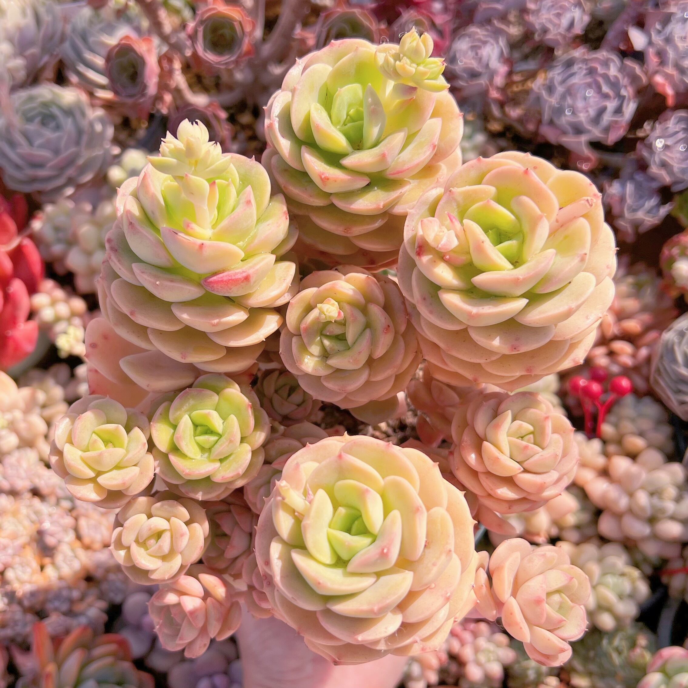 現品　Echeveria semnan#672　特大群生25cm　新入荷